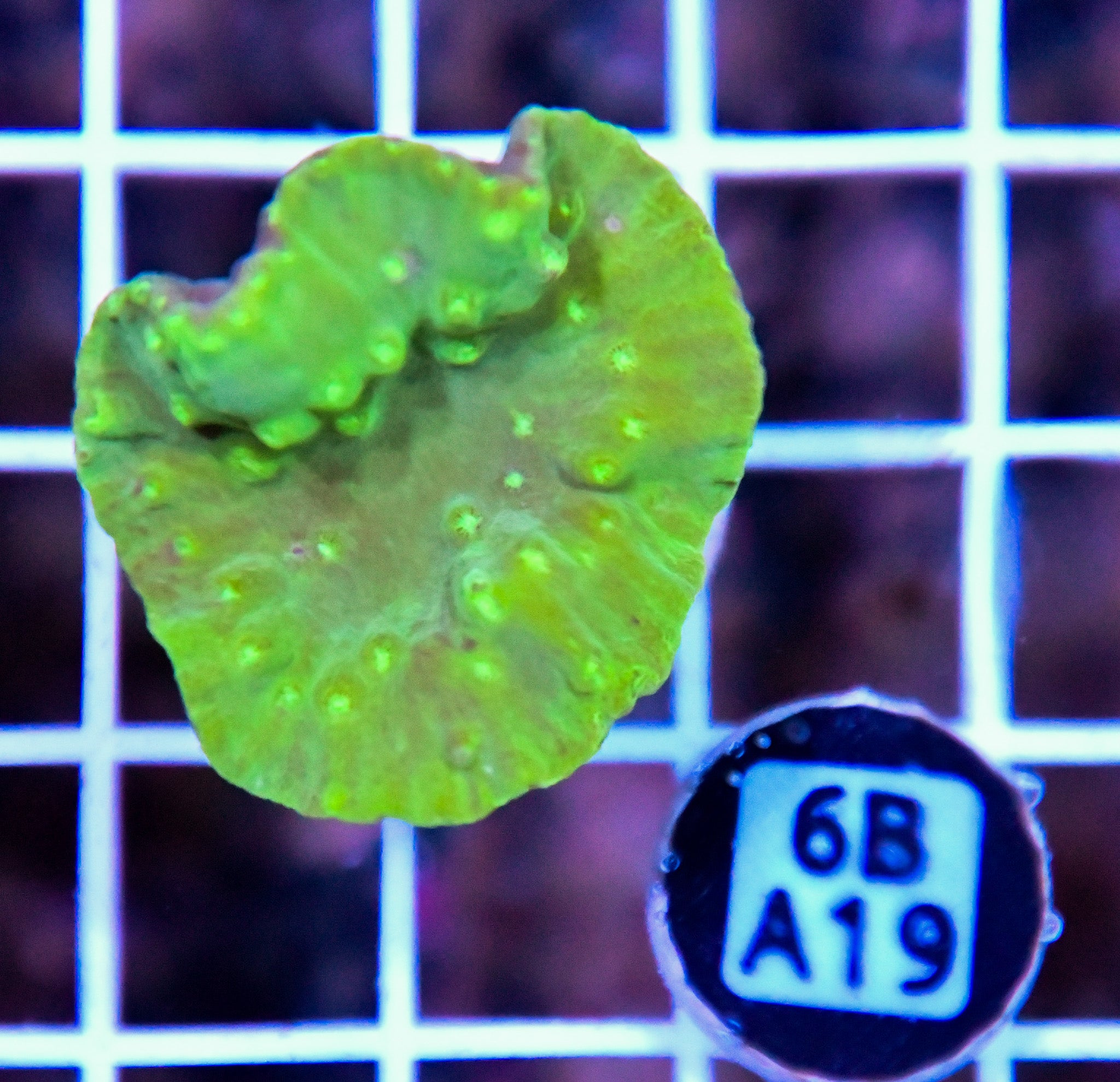 Turbinaria AUS