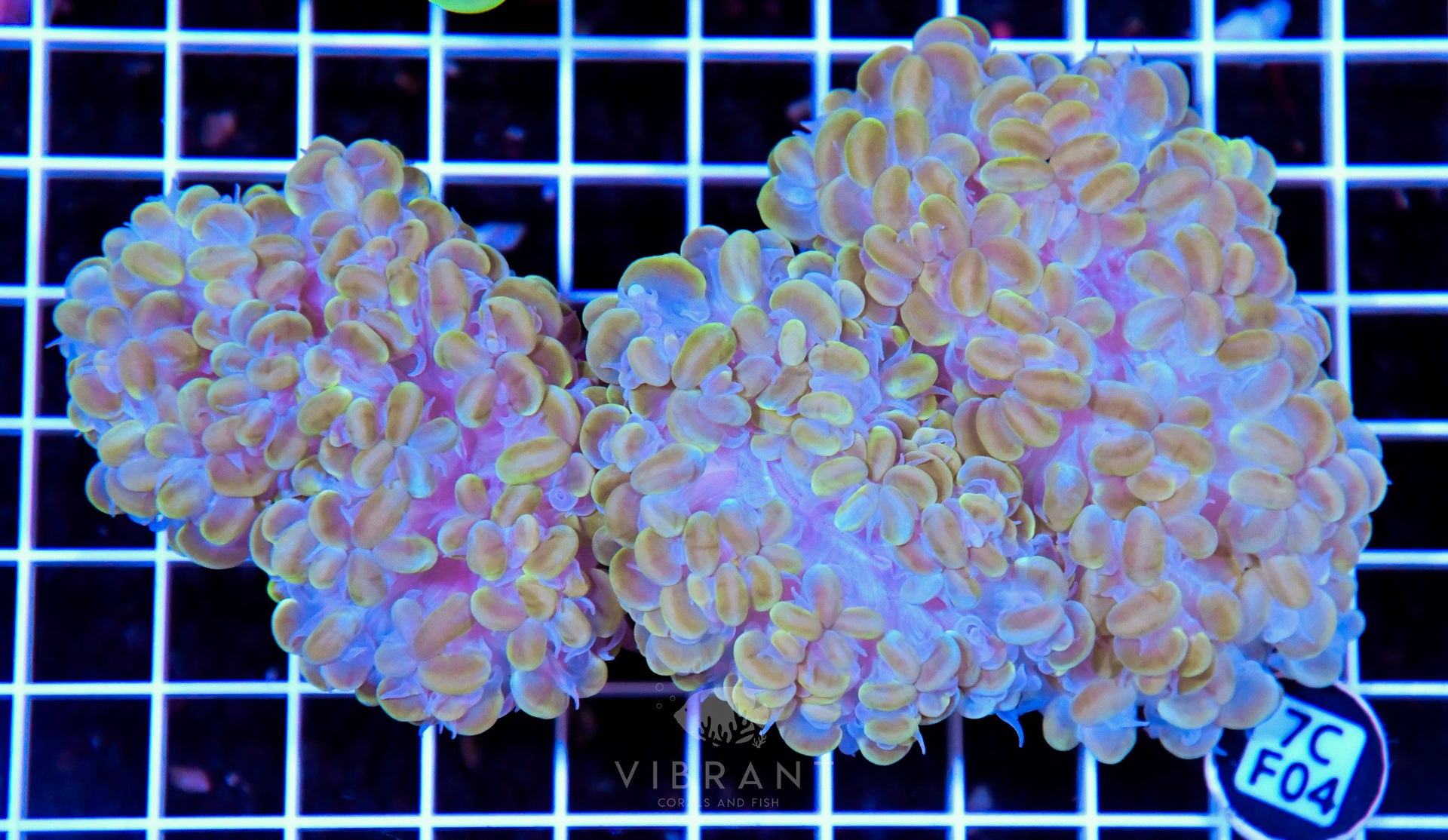 Bubble Coral INDO W