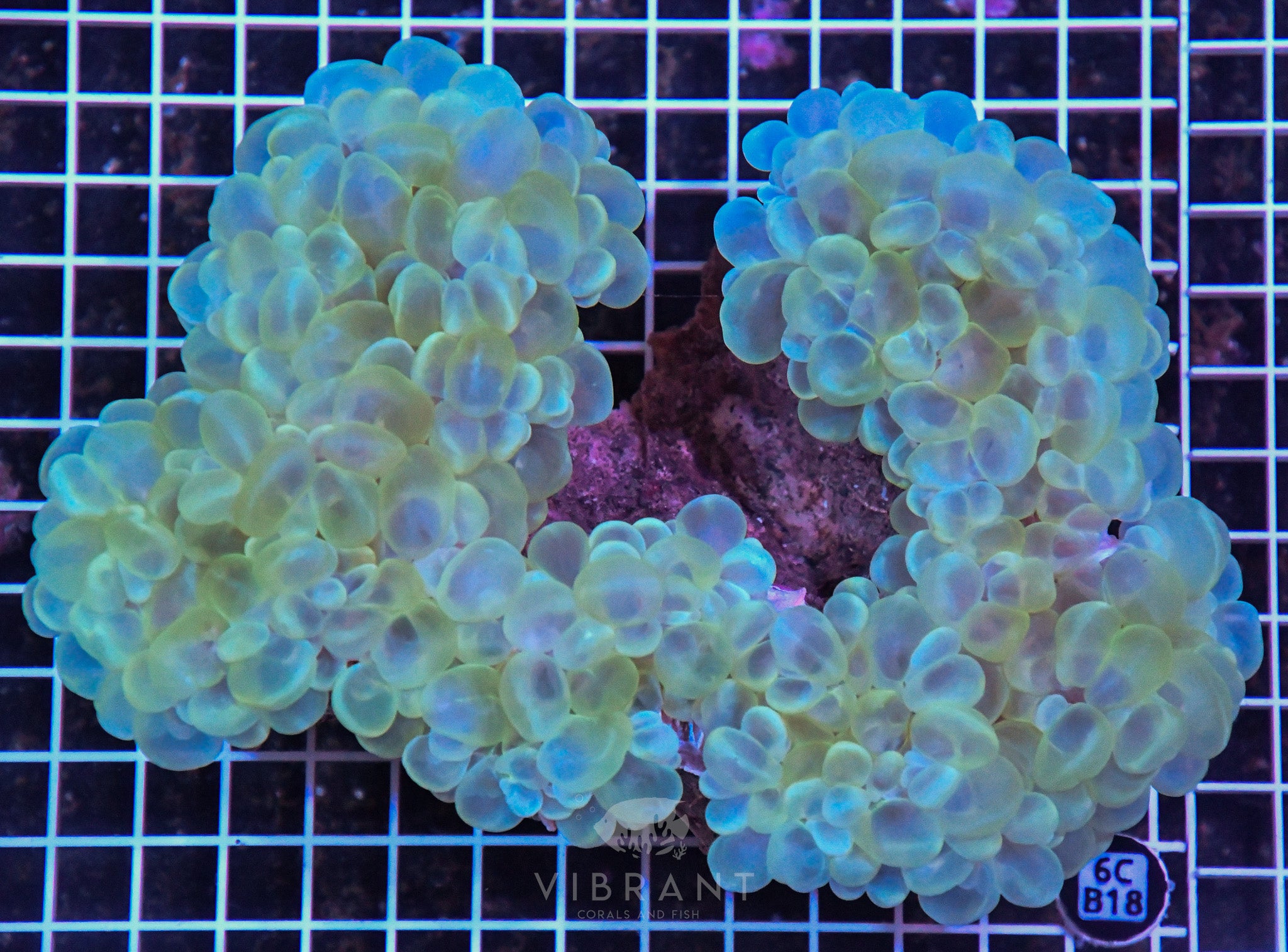 Bubble Coral SOL
