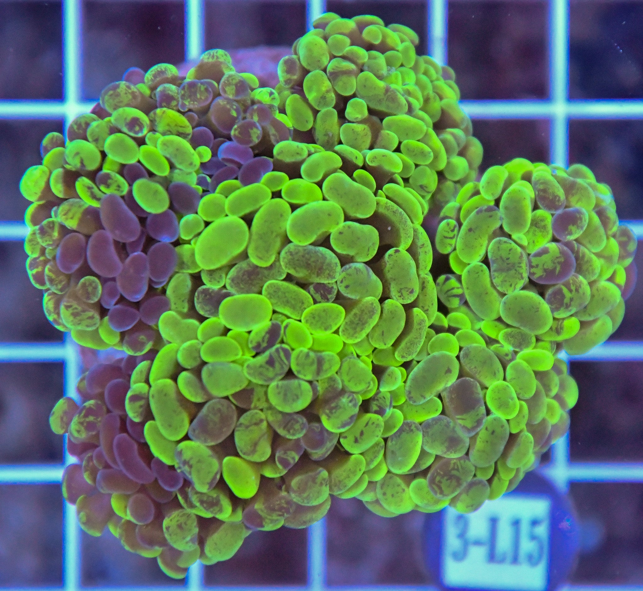 Hammer Branching INDO