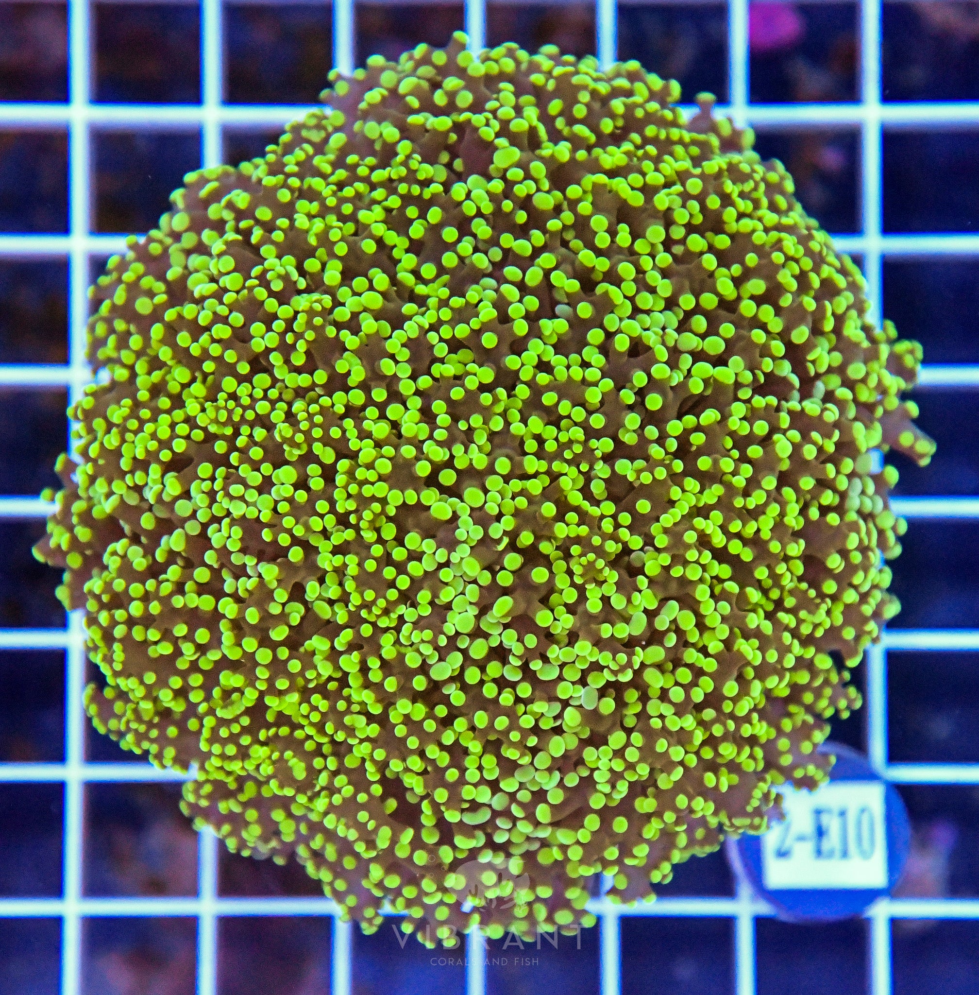 Yaeyamaensis Branching INDO