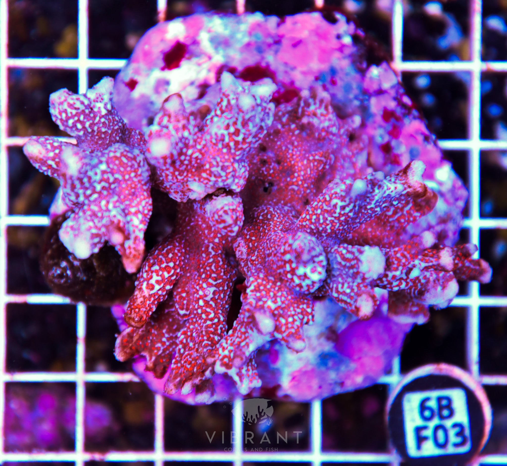Montipora Digitata INDO