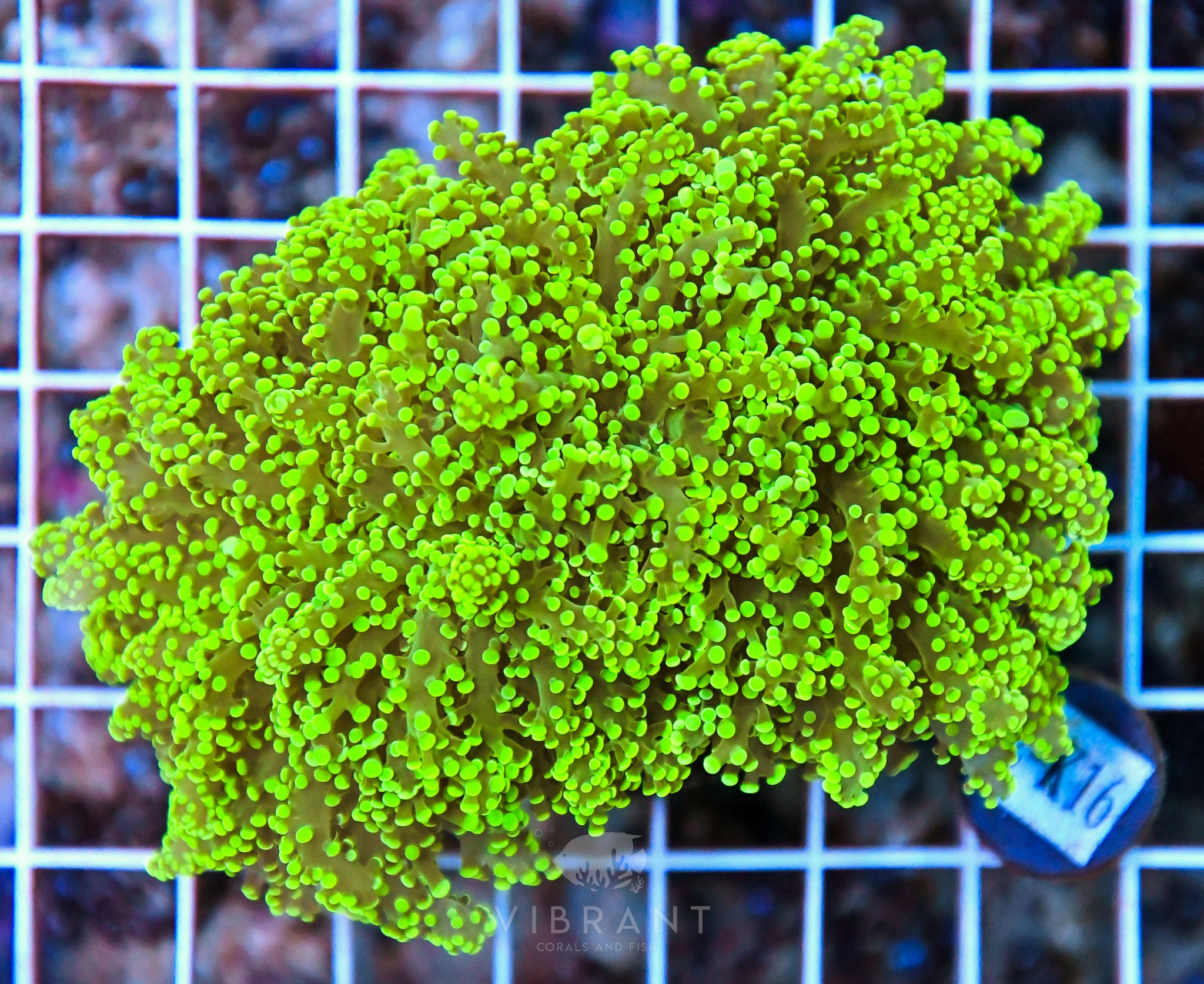 Yaeyamaensis Branching INDO