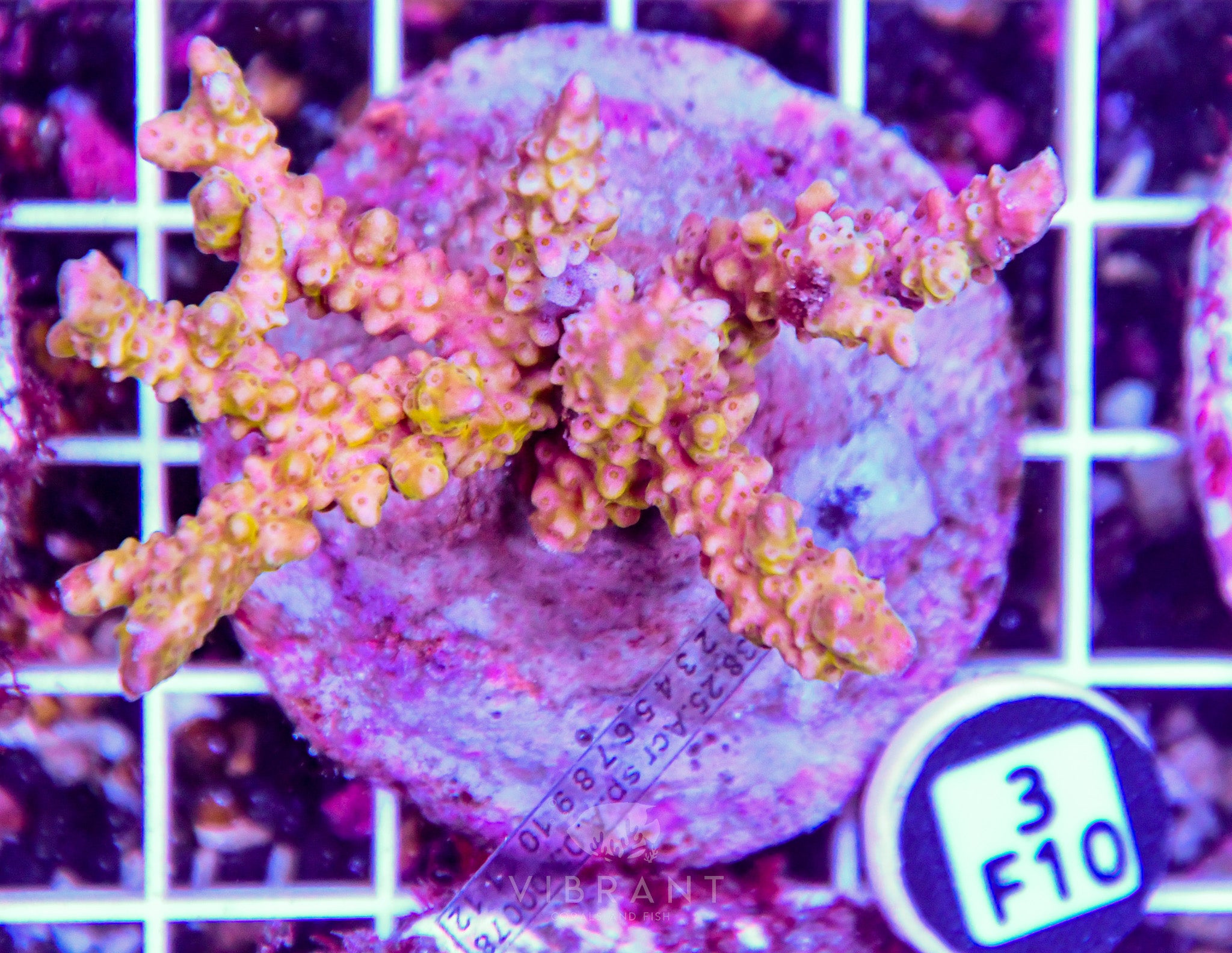 Acro INDO
