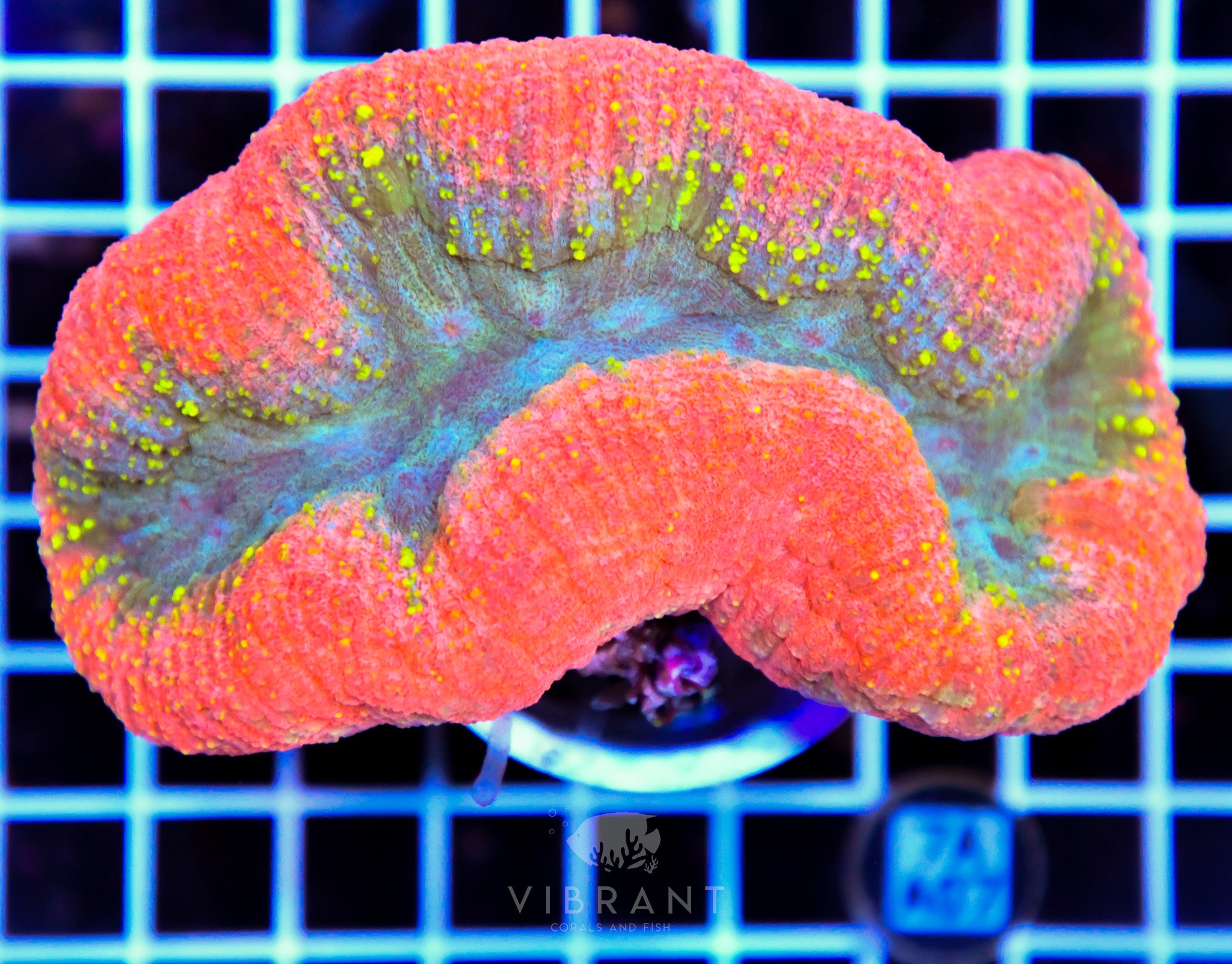 Symphyllia INDO W