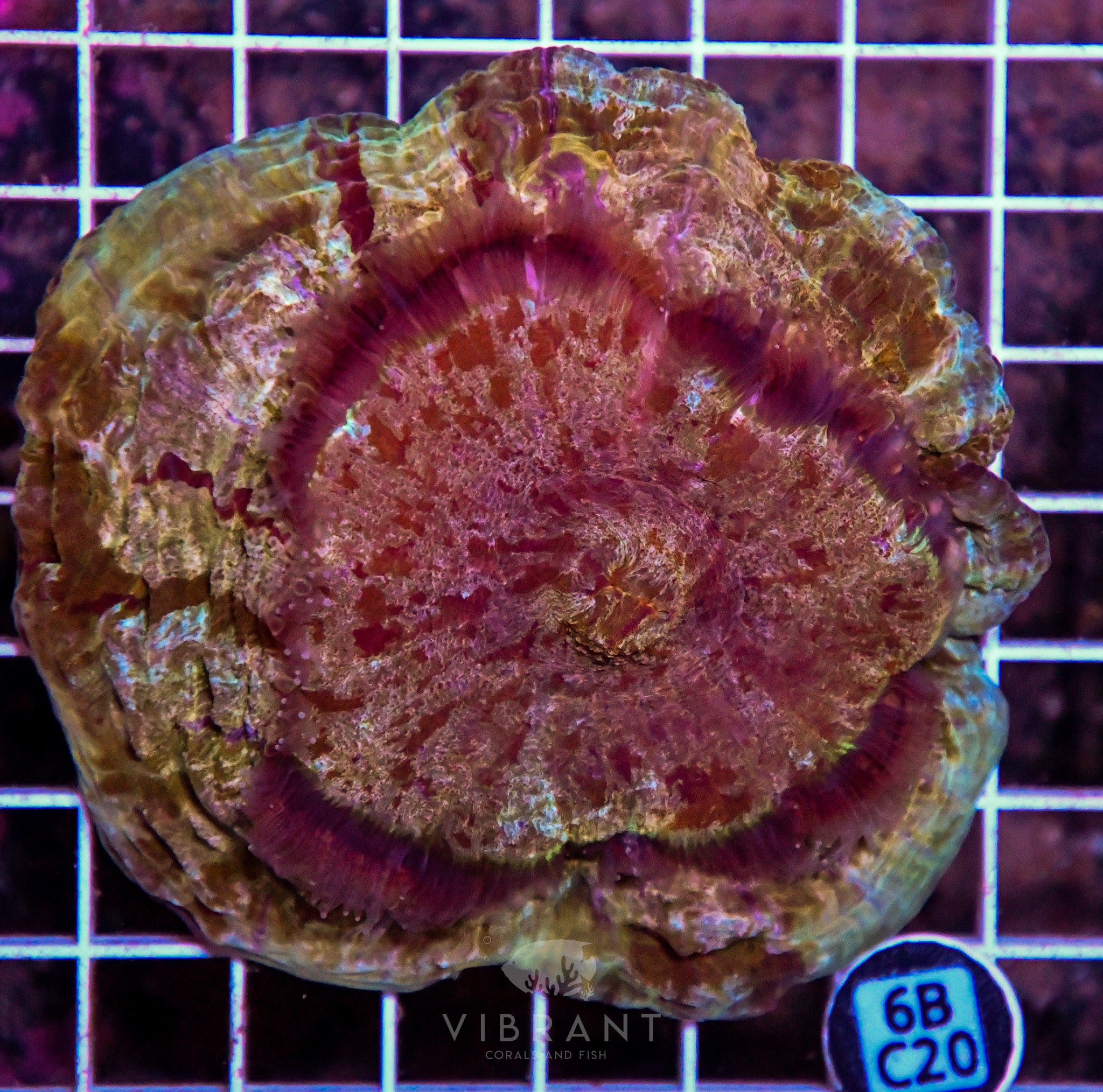 Acanthophyllia INDO W