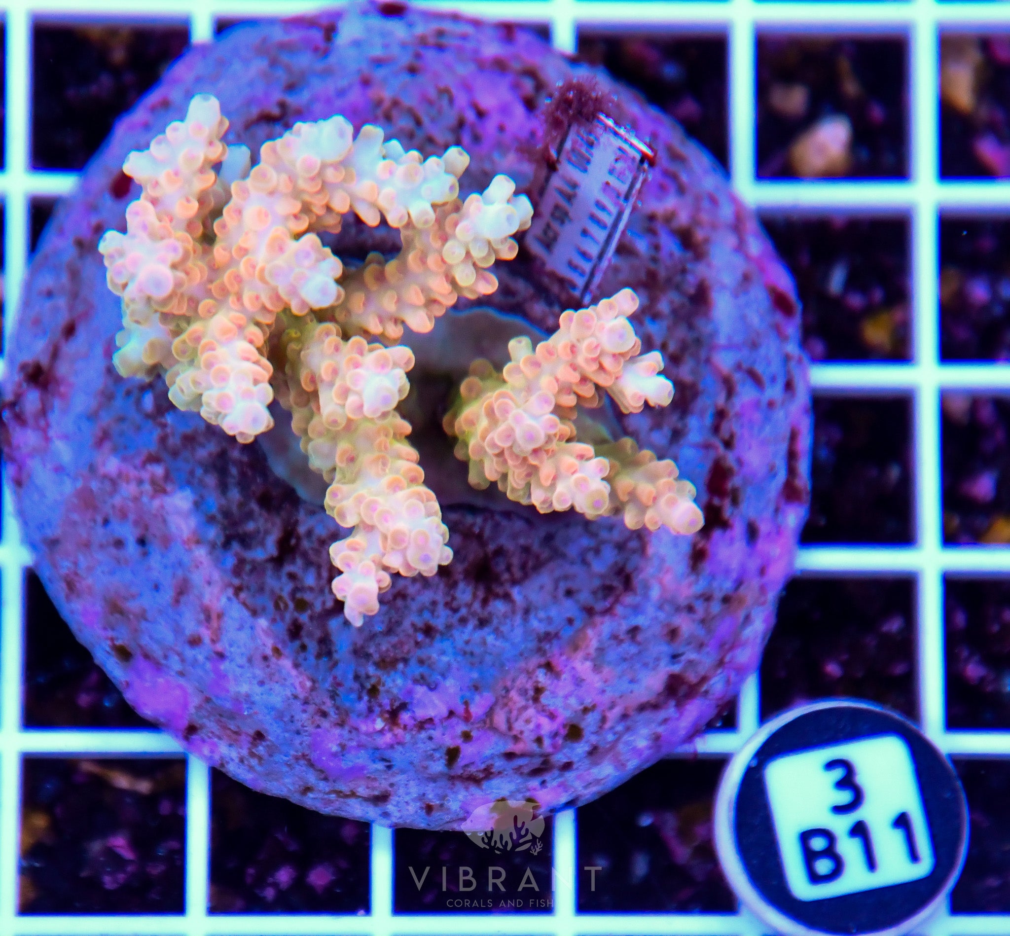 Acro INDO