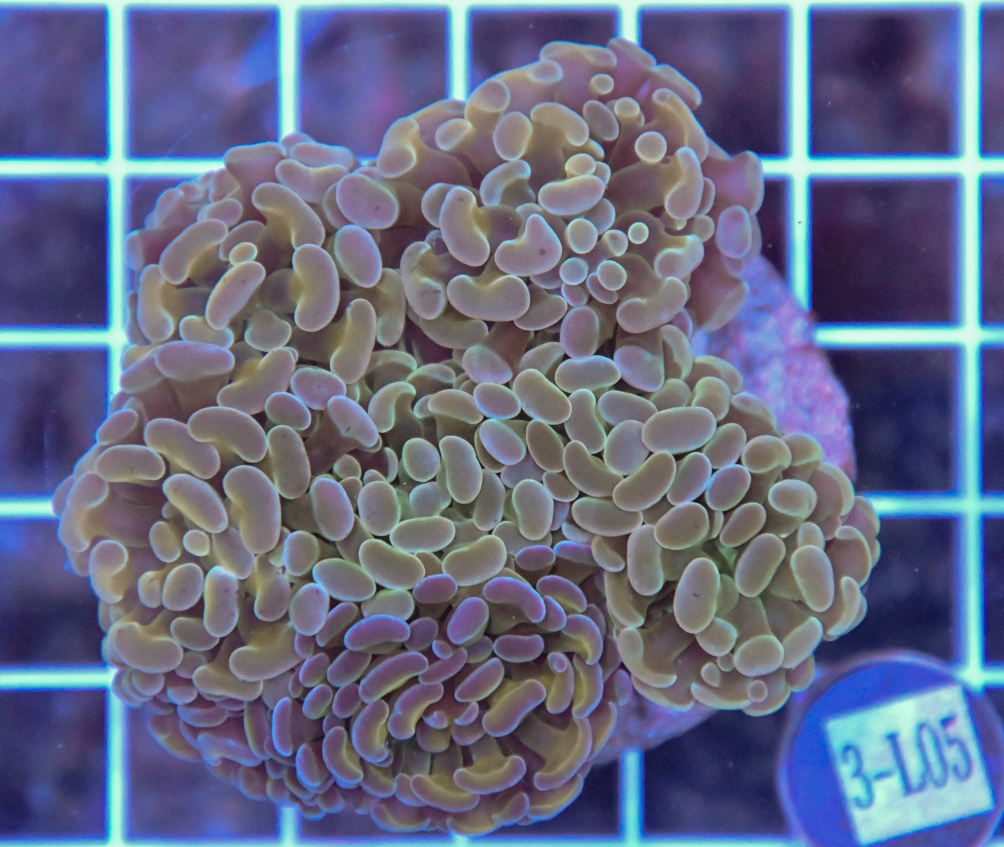 Hammer Branching INDO