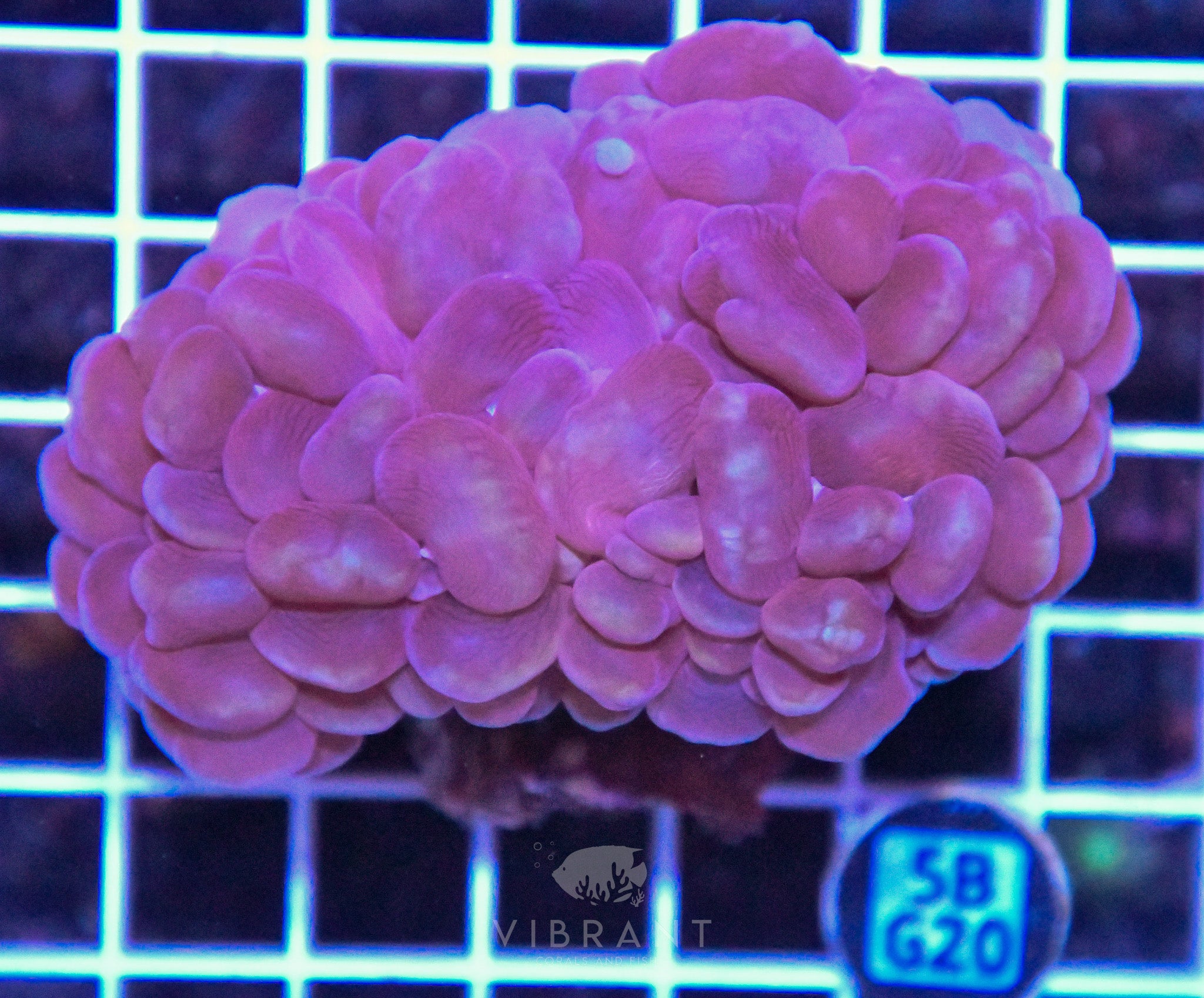 Bubble Coral AUS