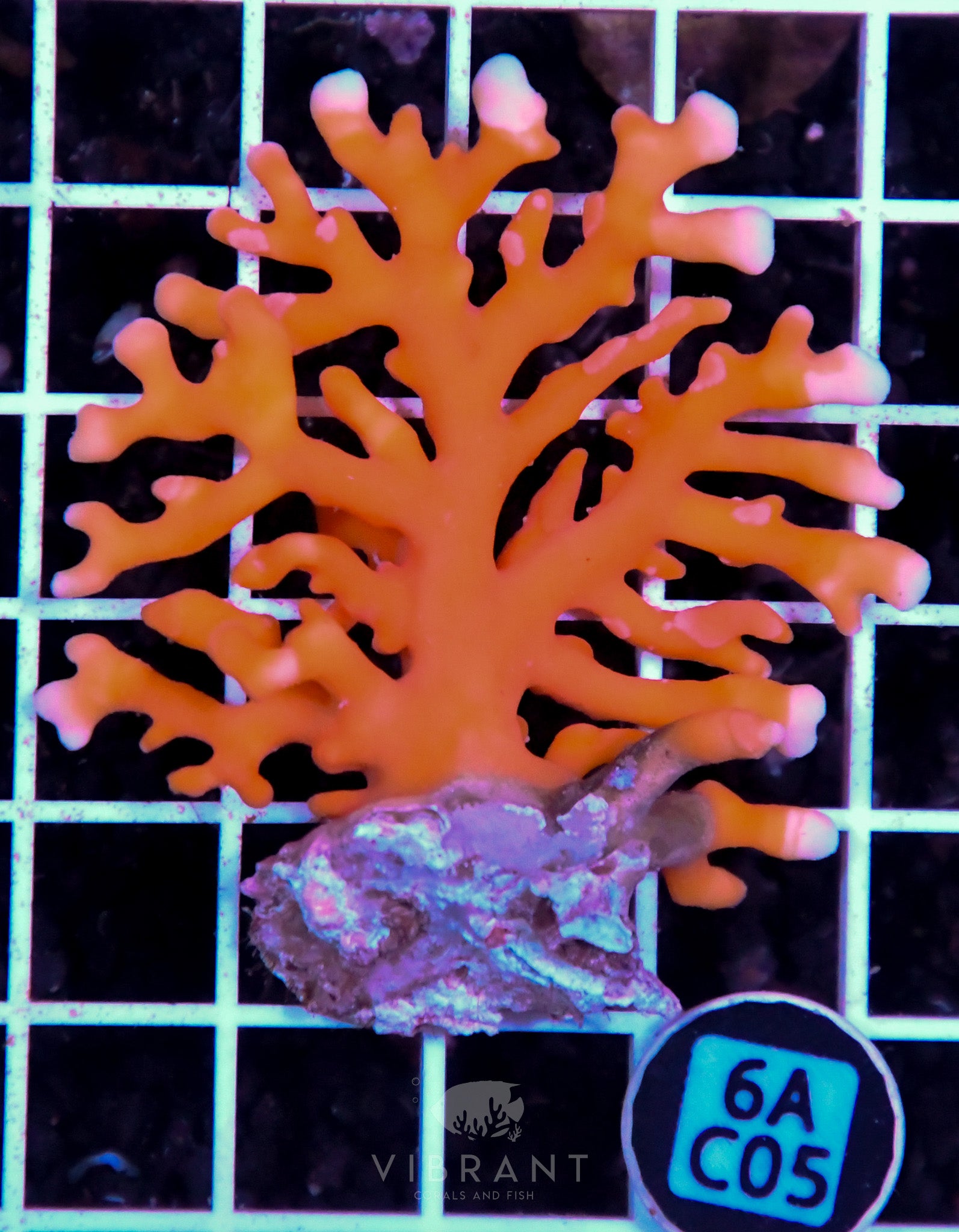 Lace Coral AUS