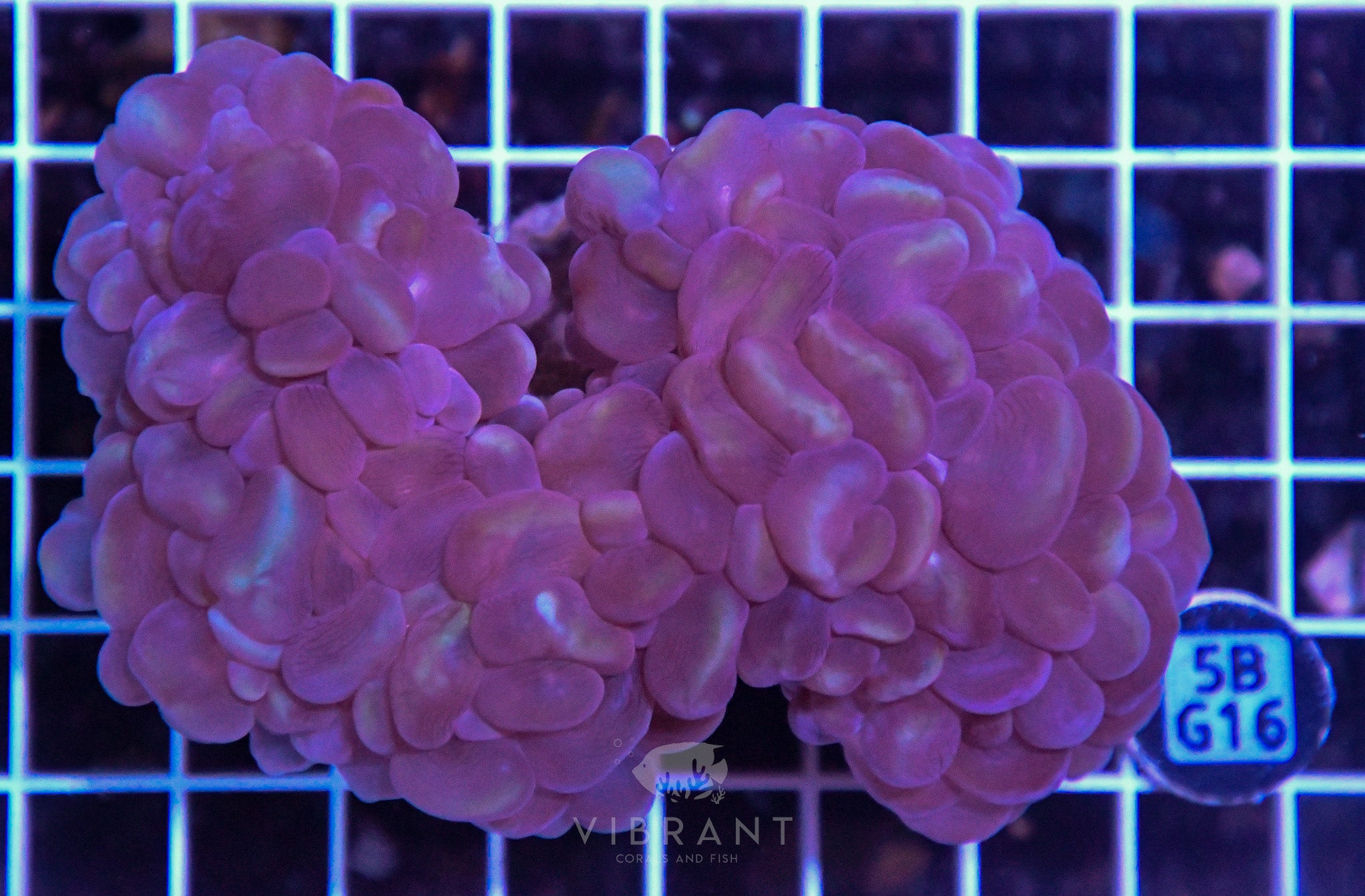Bubble Coral AUS