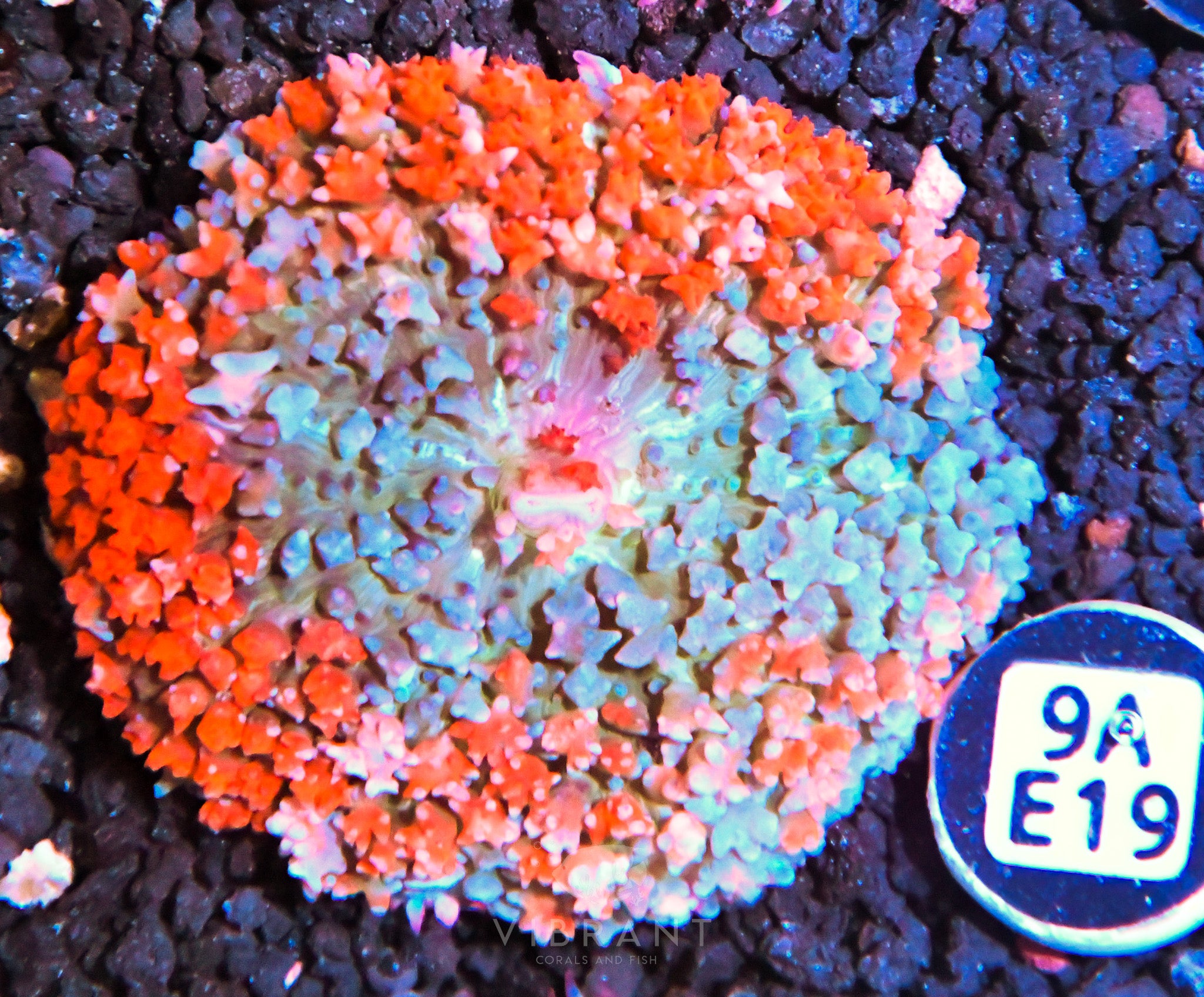 ⭐️ St Thomas Mushroom