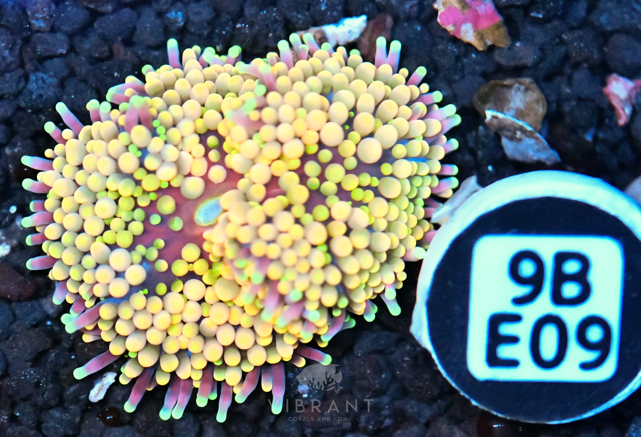 Ricordea Mushroom