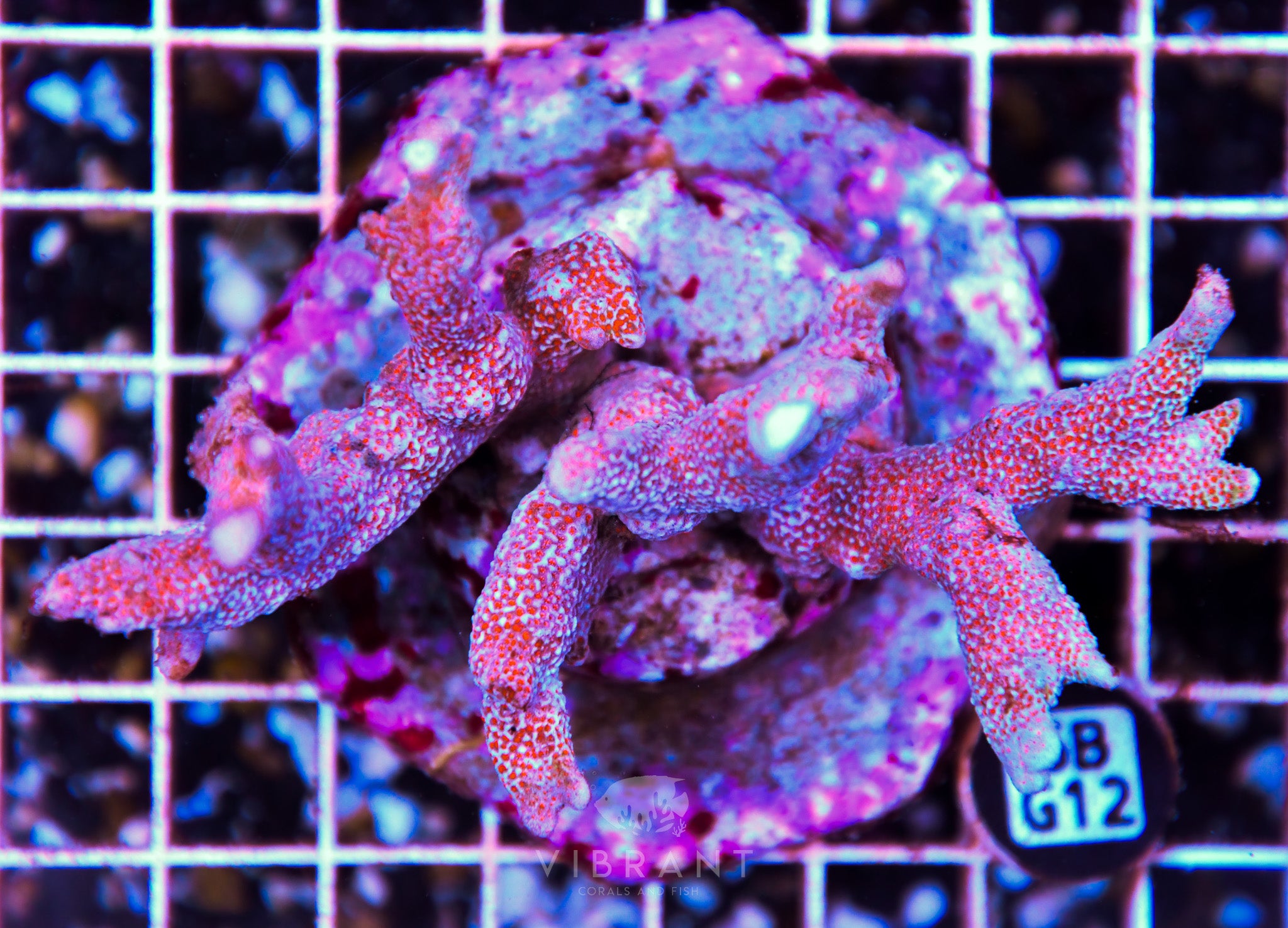 Montipora Digitata INDO