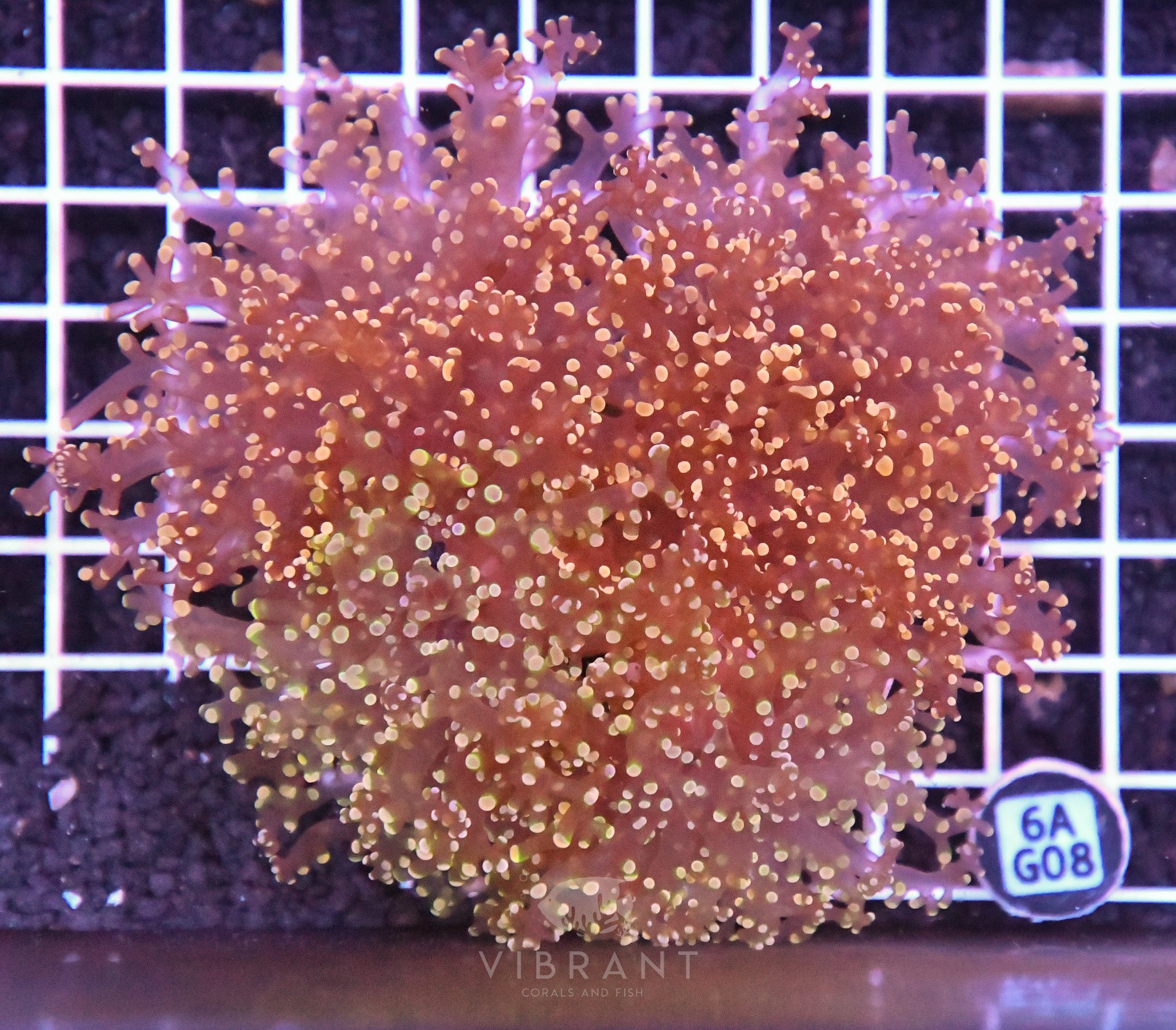 Octospawn Branching INDO