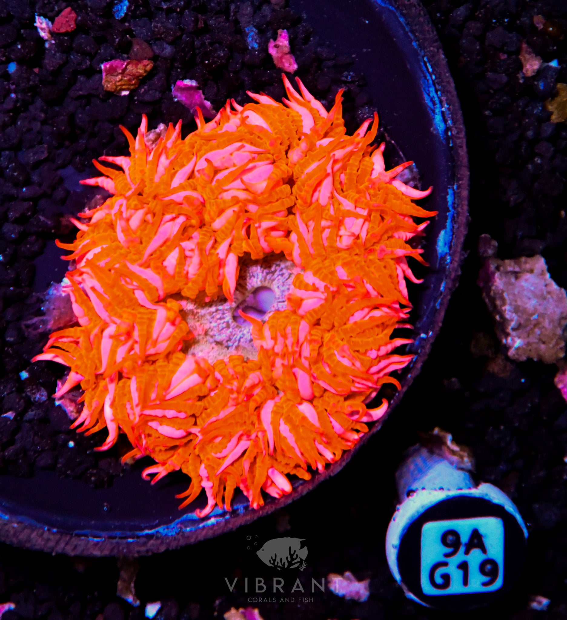 Rock Flower Anemone
