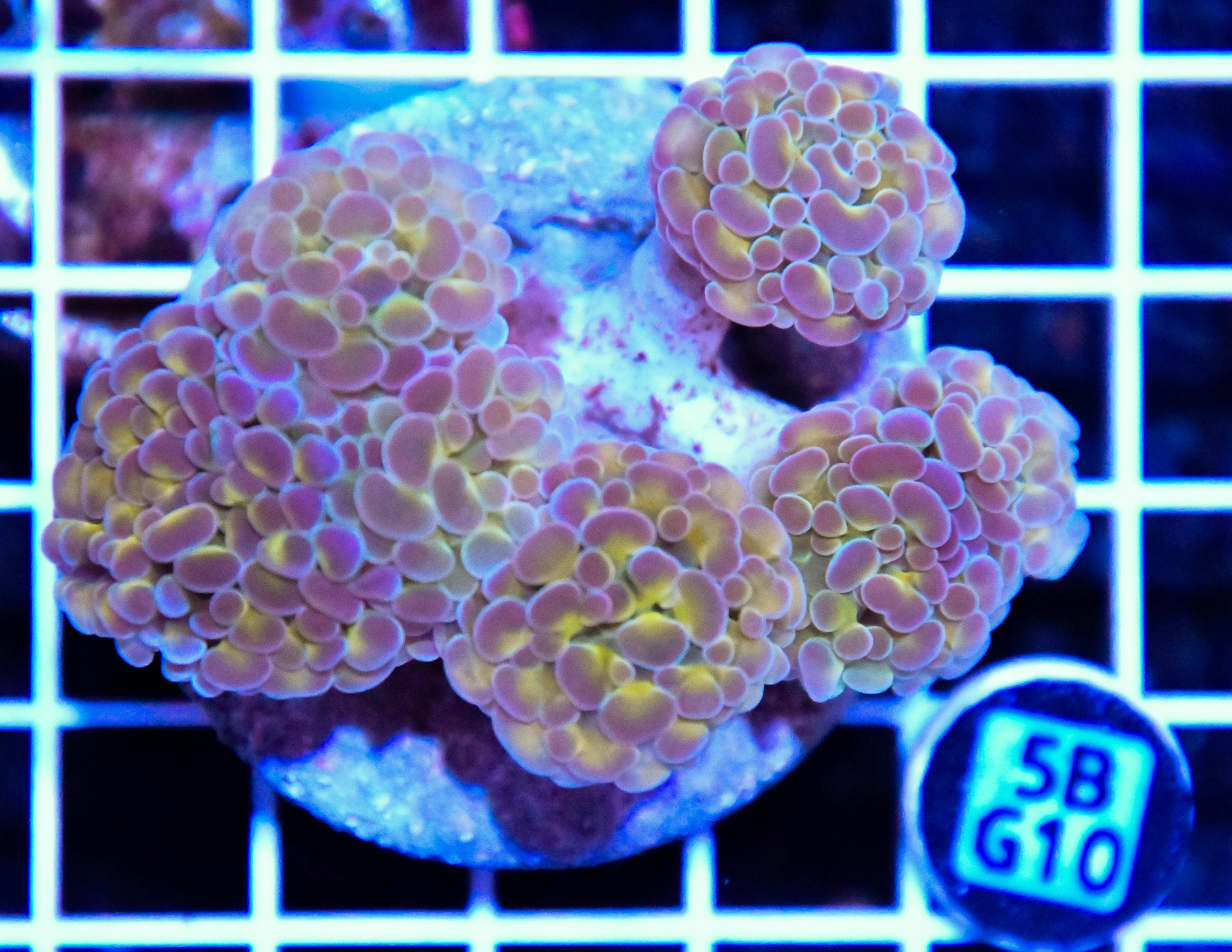Hammer Branching INDO Halogram