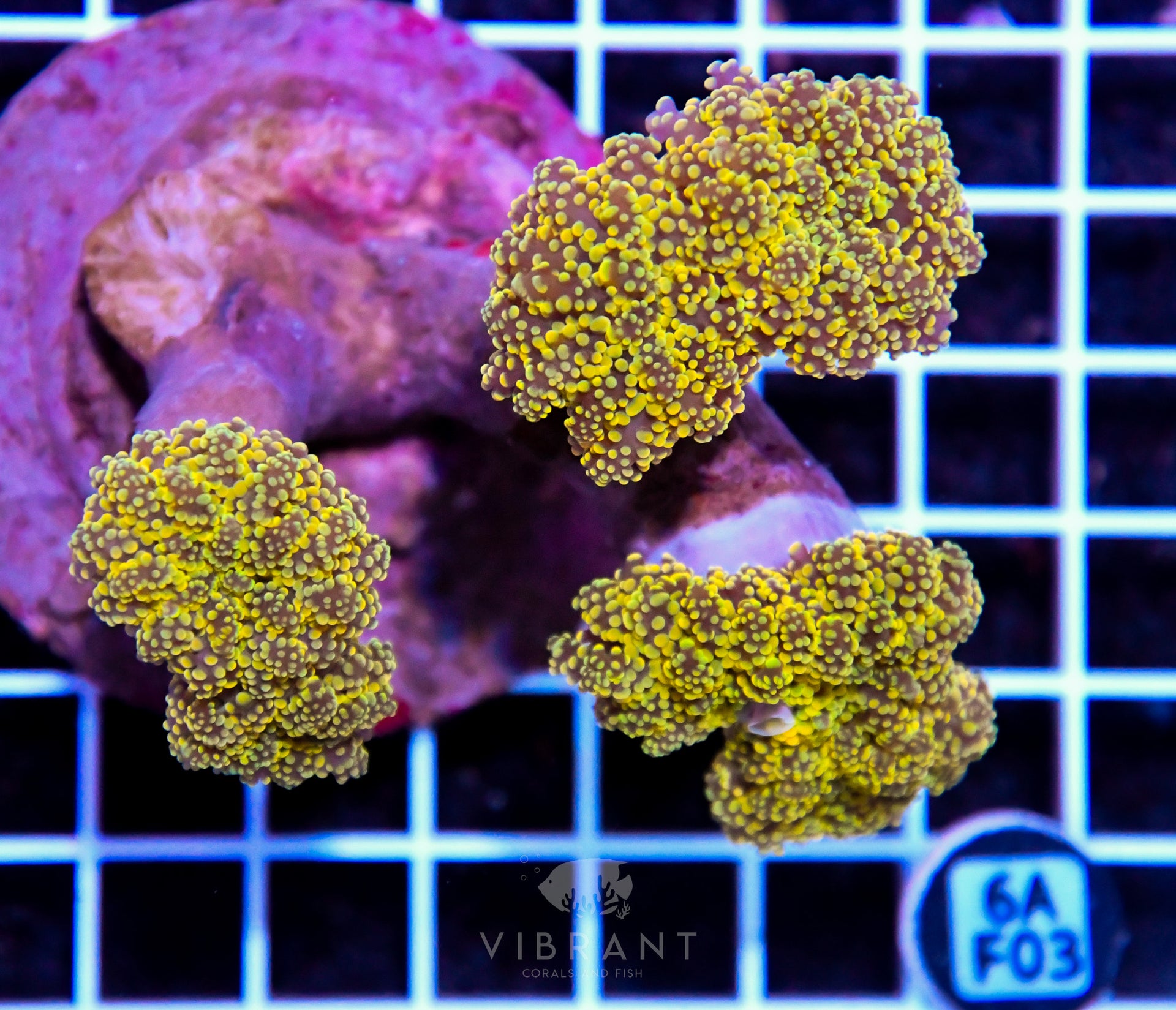 Octospawn INDO W