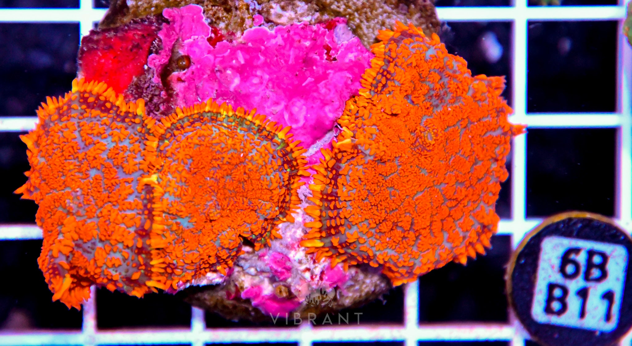 Mushroom INDO