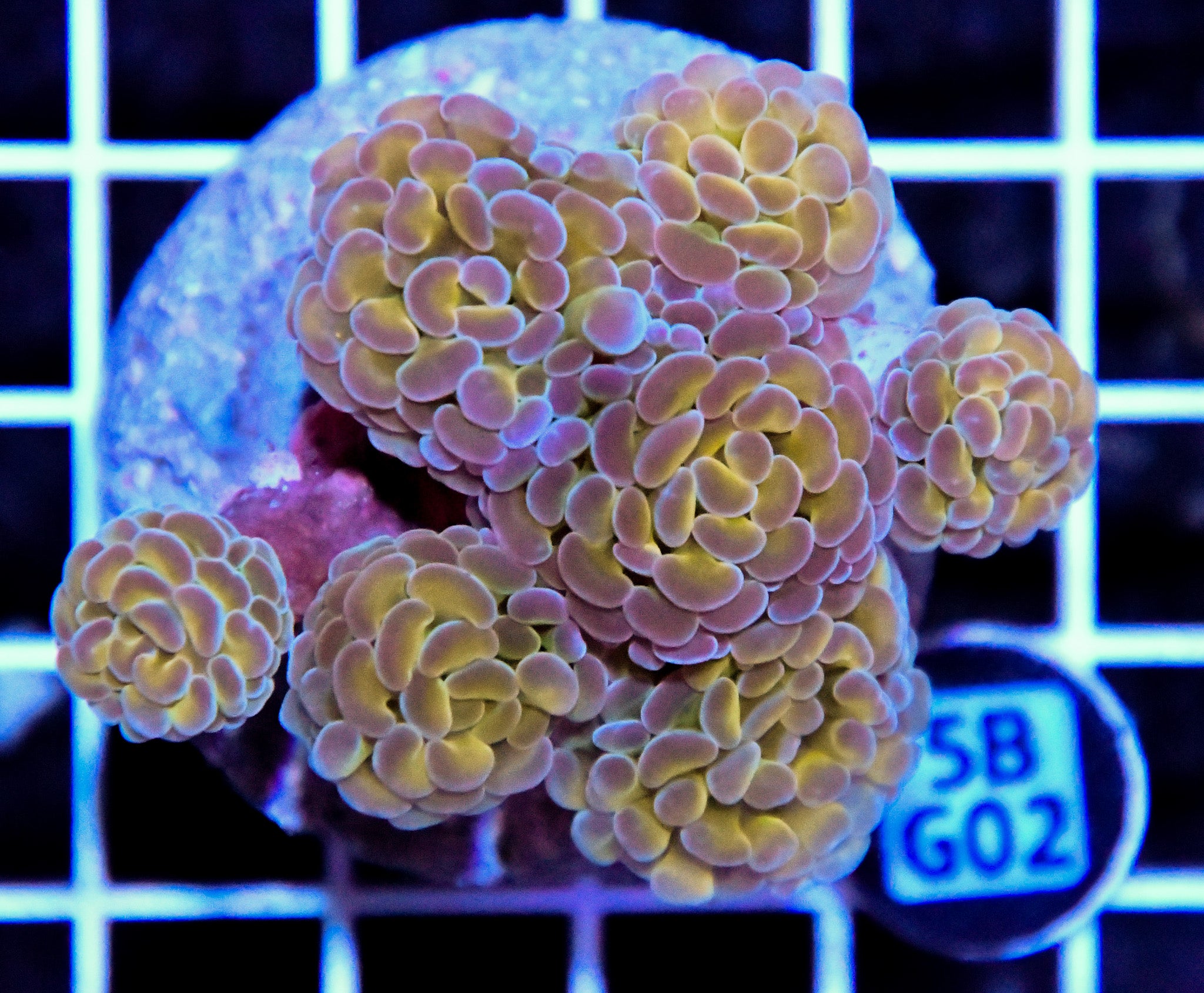 Hammer Branching INDO Halogram