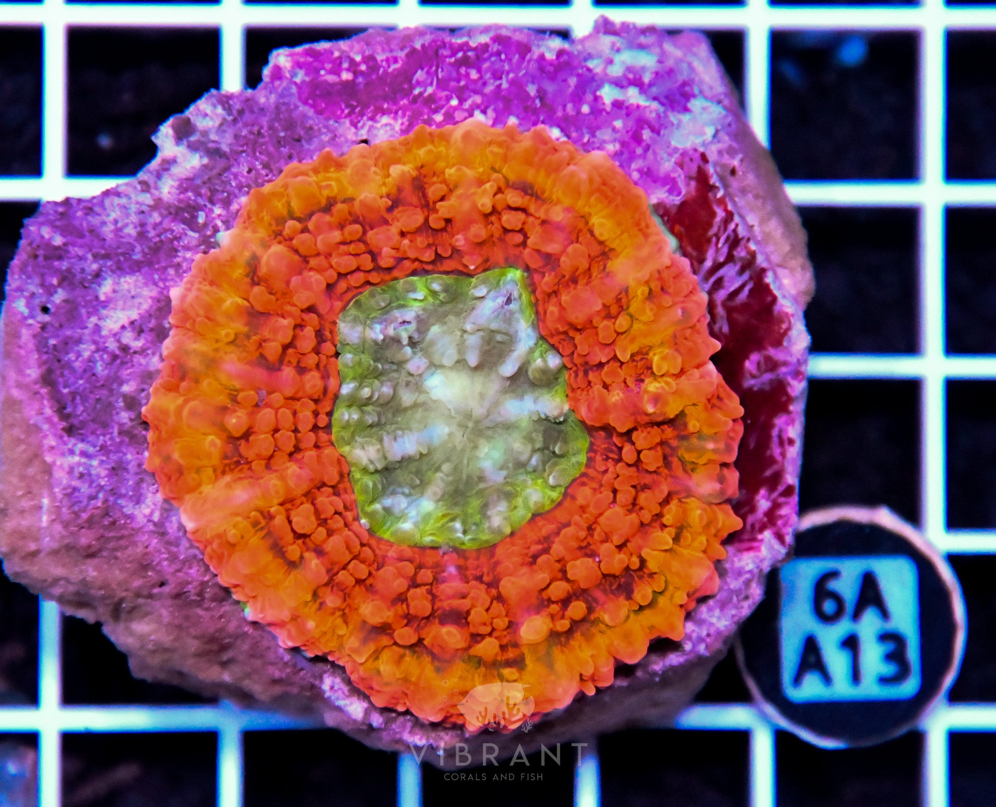 Symphyllia INDO W