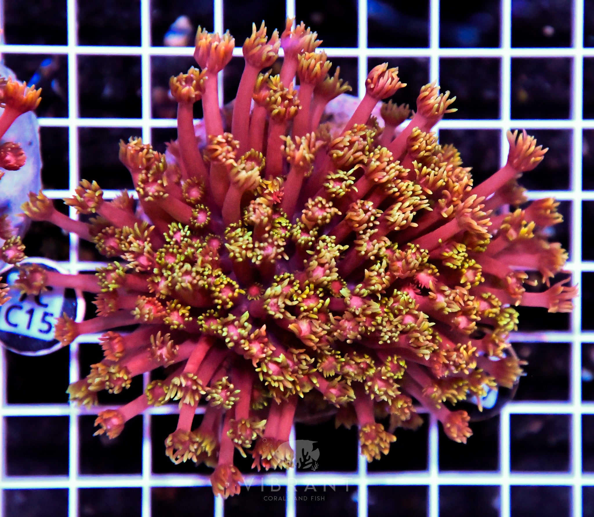 Goniopora INDO