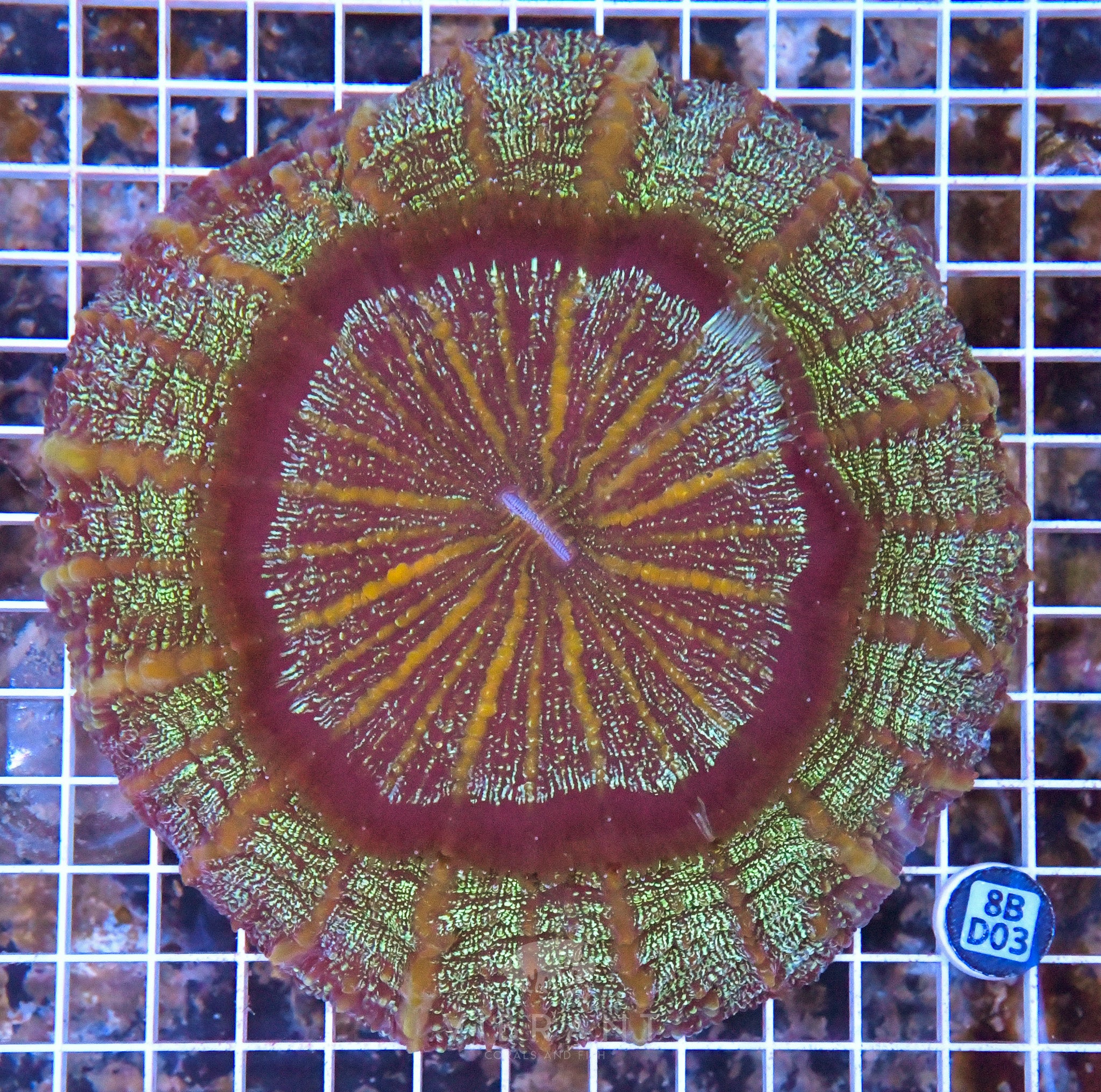 Acanthophyllia INDO W