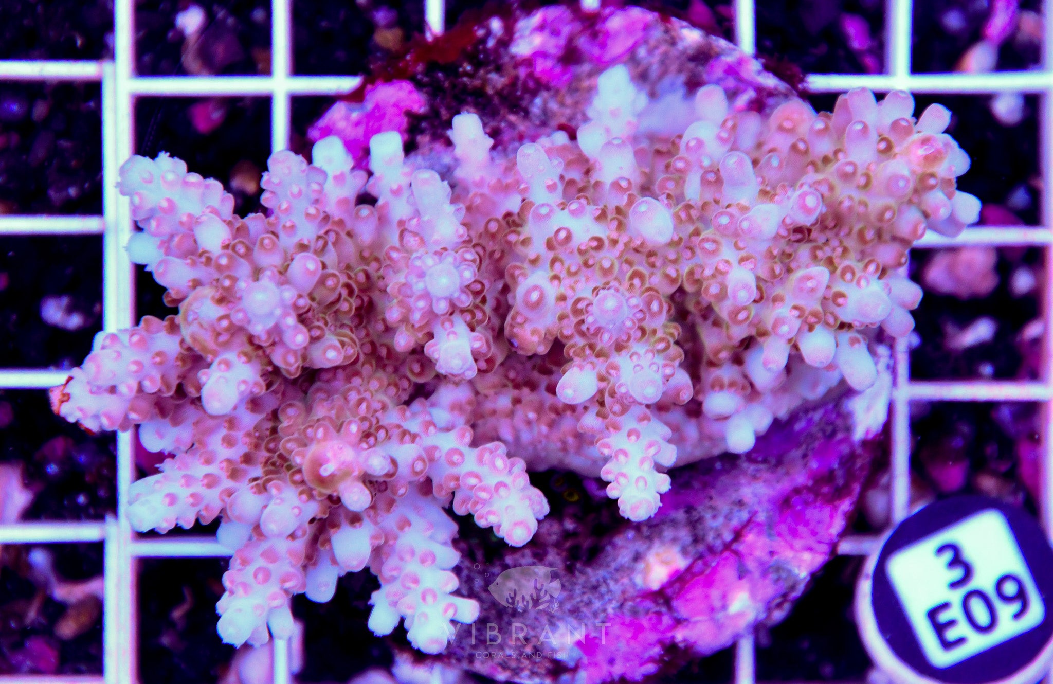 Acro INDO