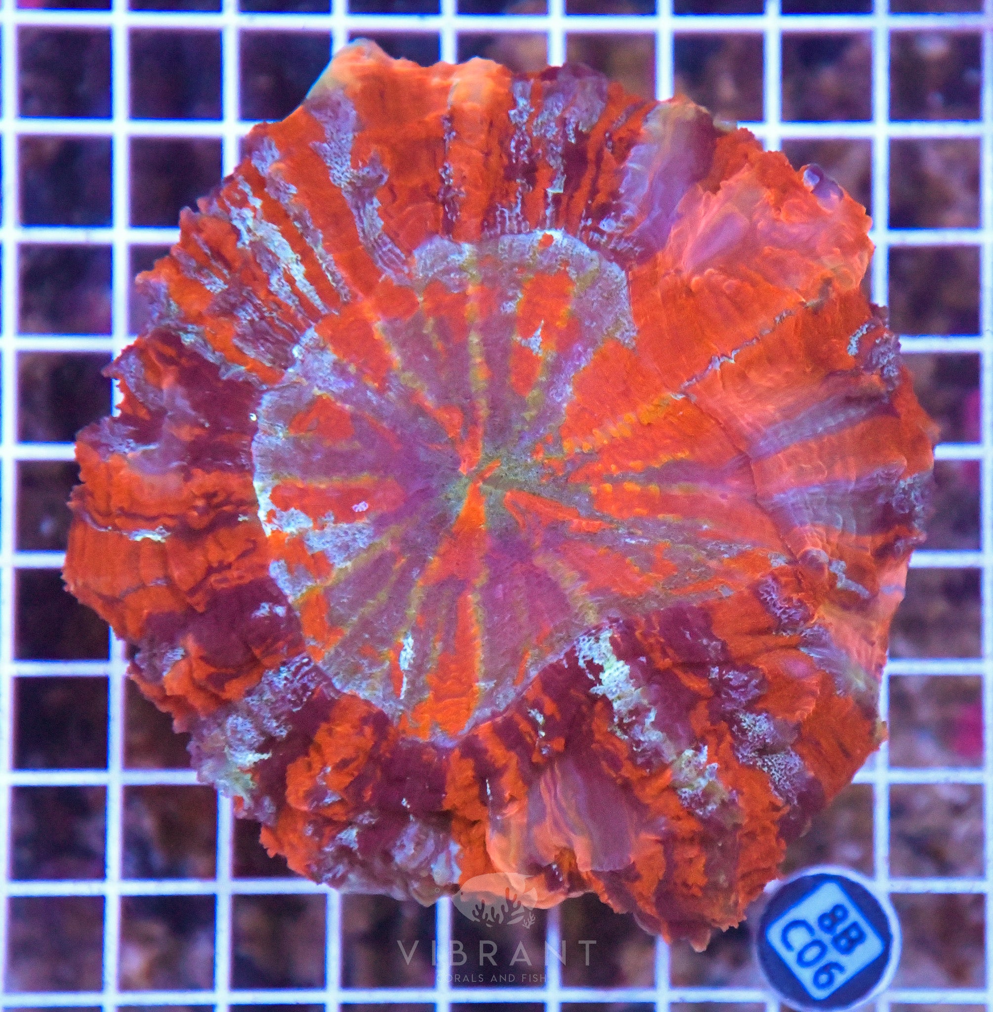 Acanthophyllia INDO W