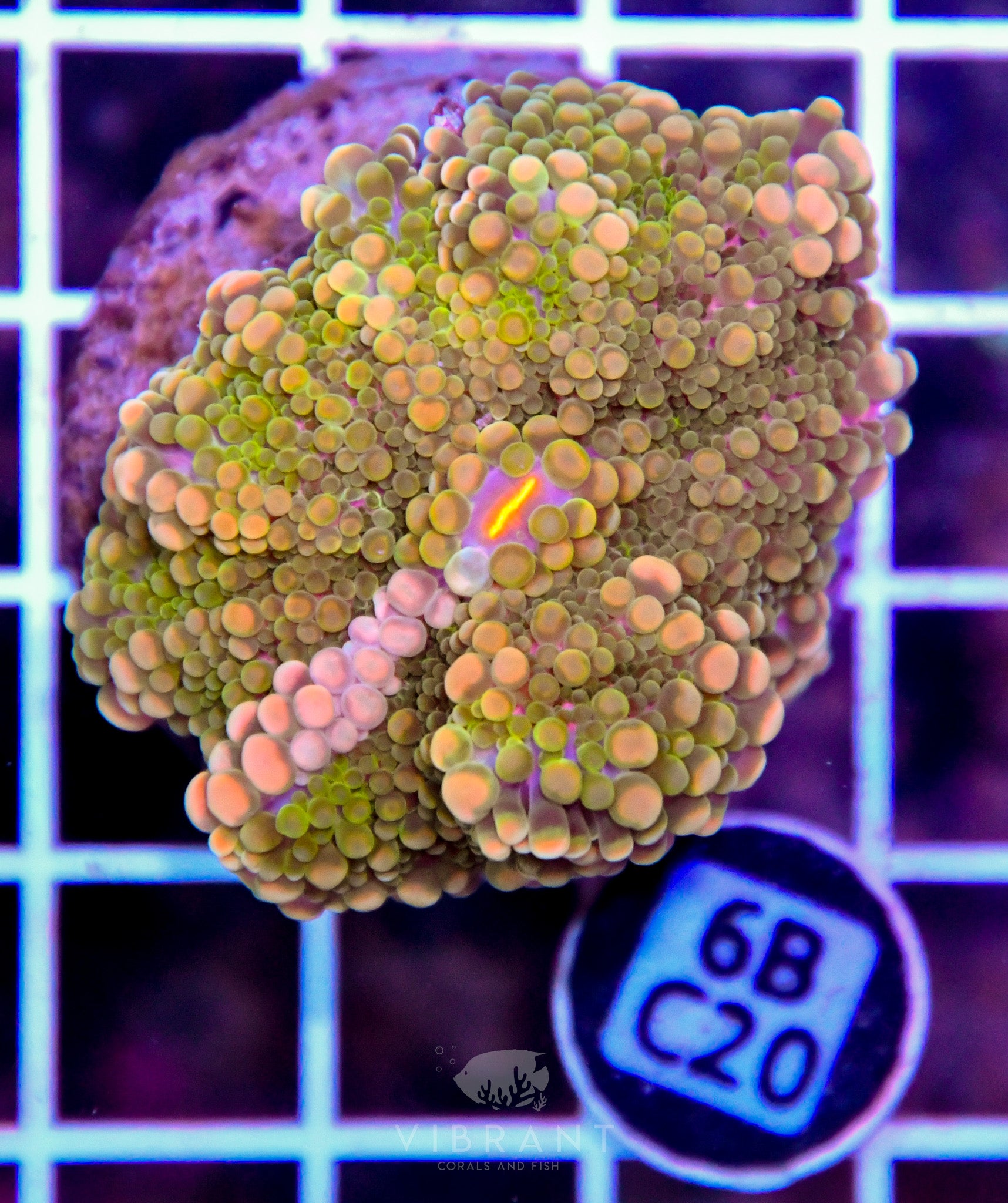 Mushroom INDO