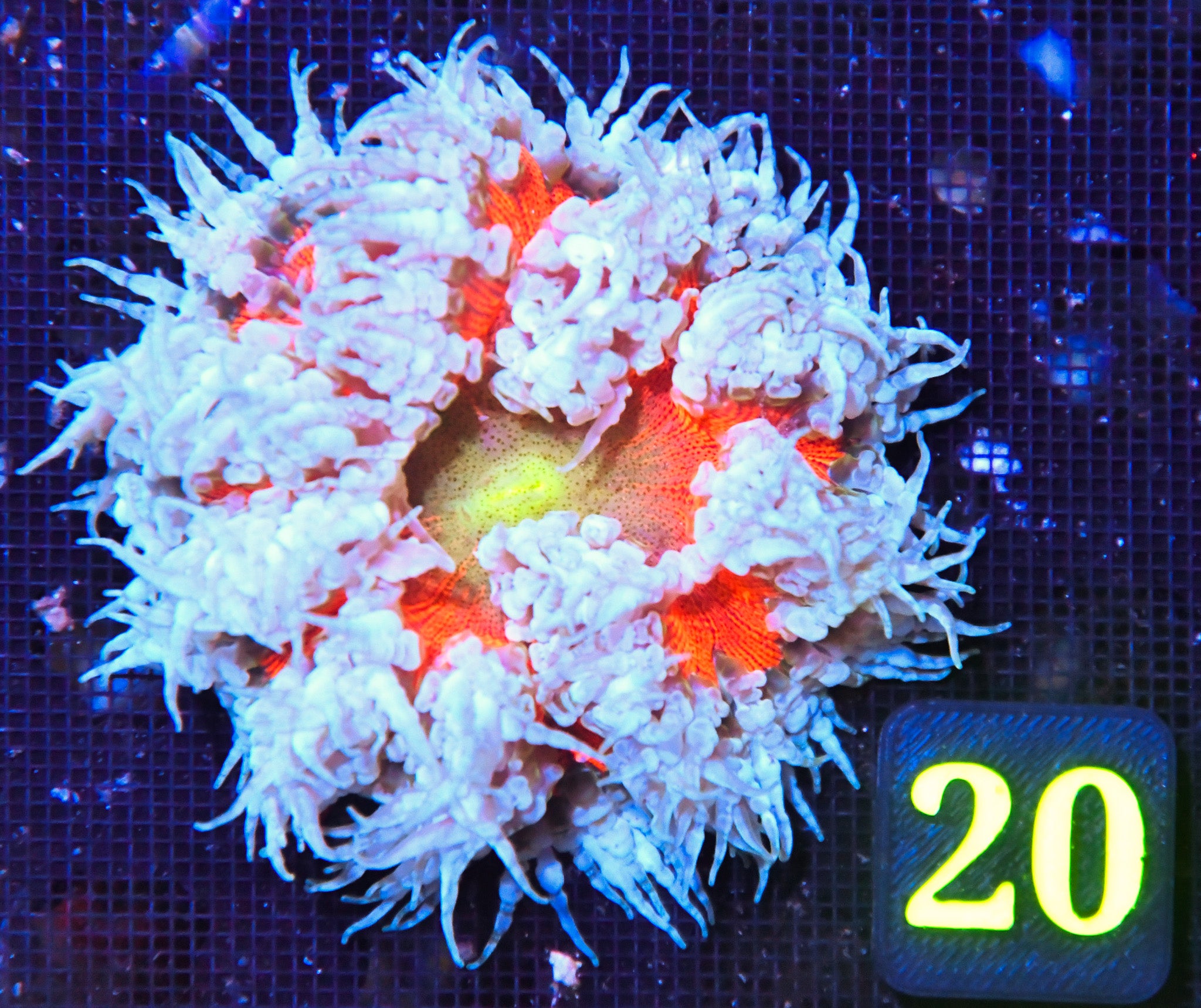 Rock Flower Anemone