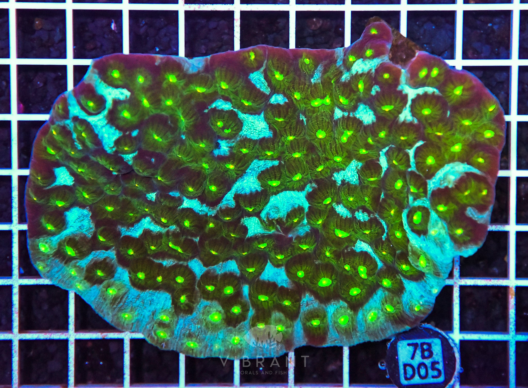 Chalice Ultra INDO W