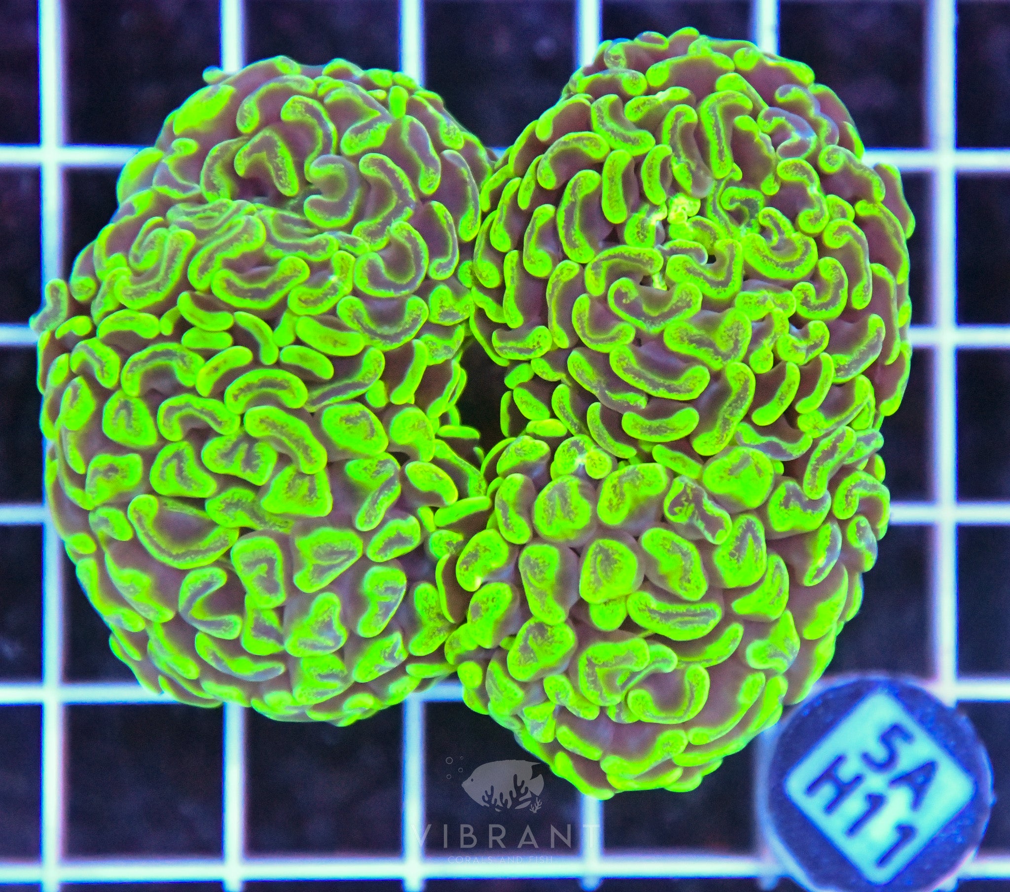 Hammer Branching AUS