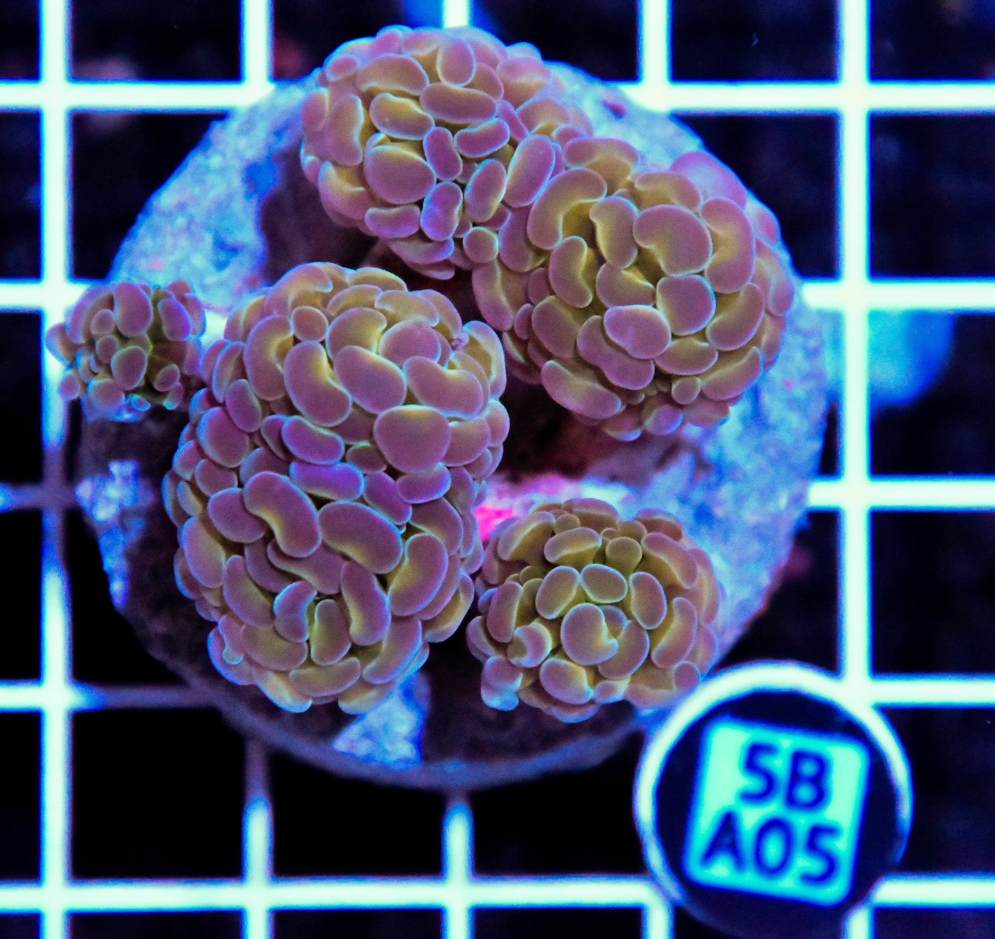Hammer Branching INDO Halogram