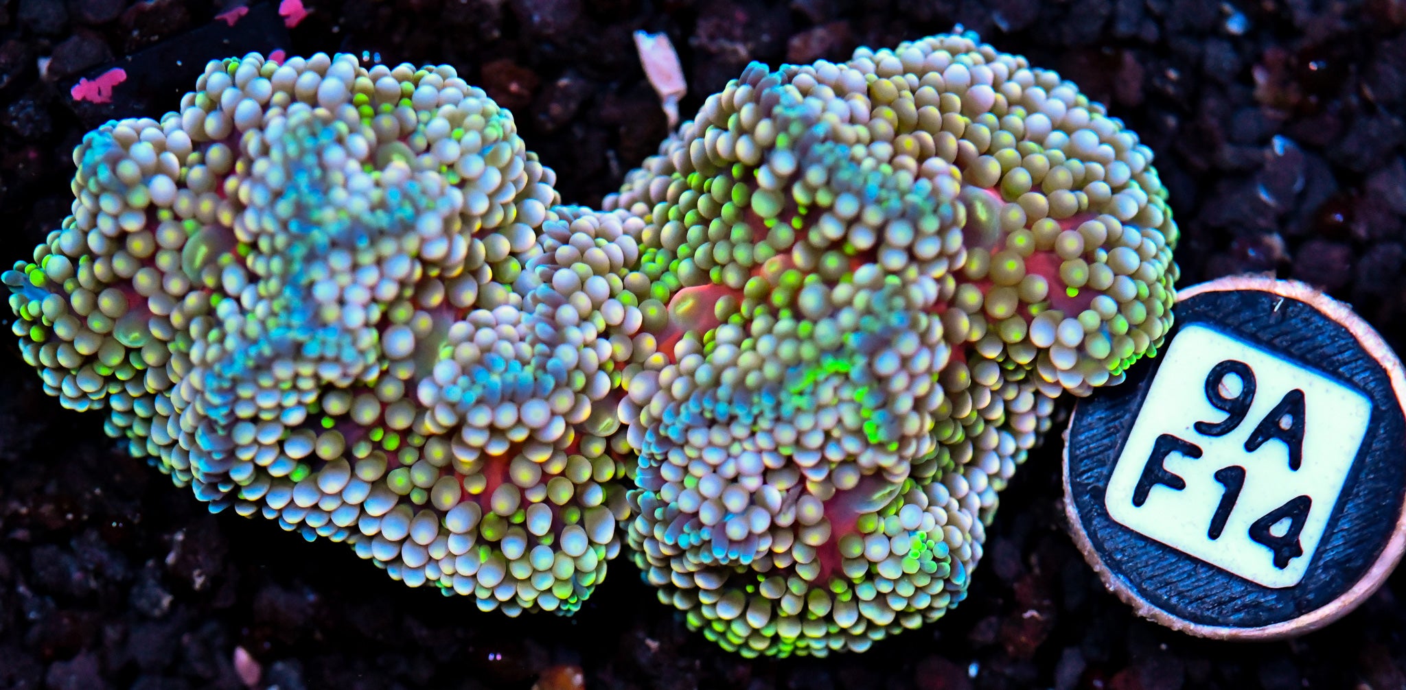 Ricordea Mushroom