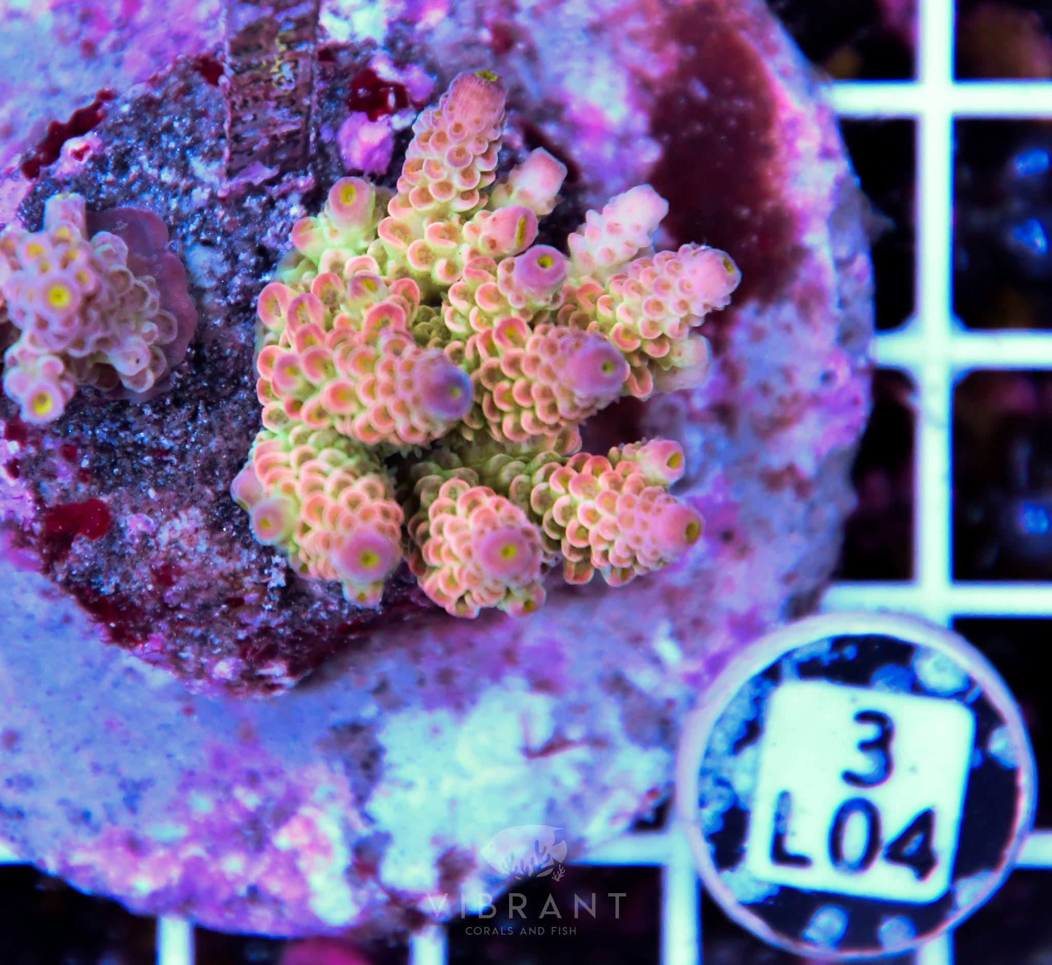 Acro INDO