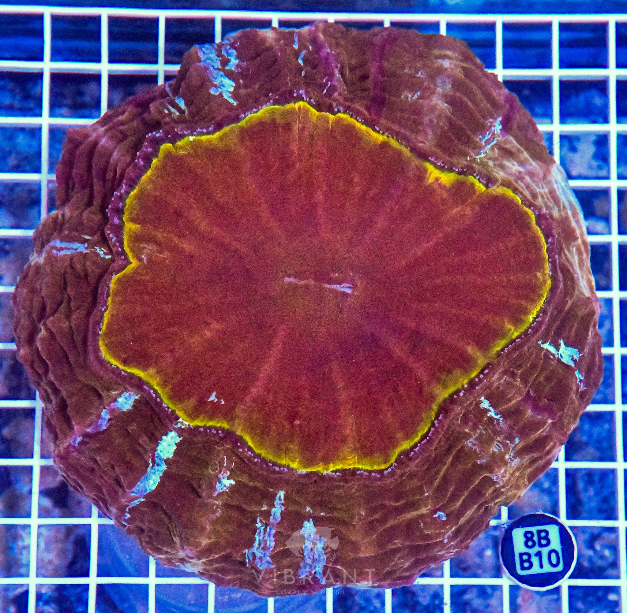 Acanthophyllia INDO W