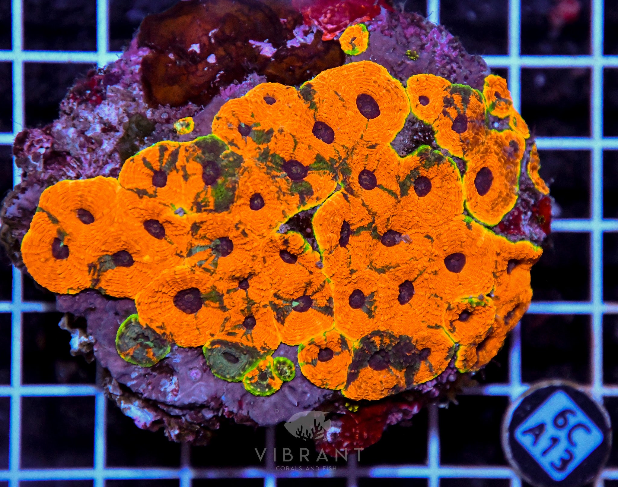 Acan Echinata INDO W