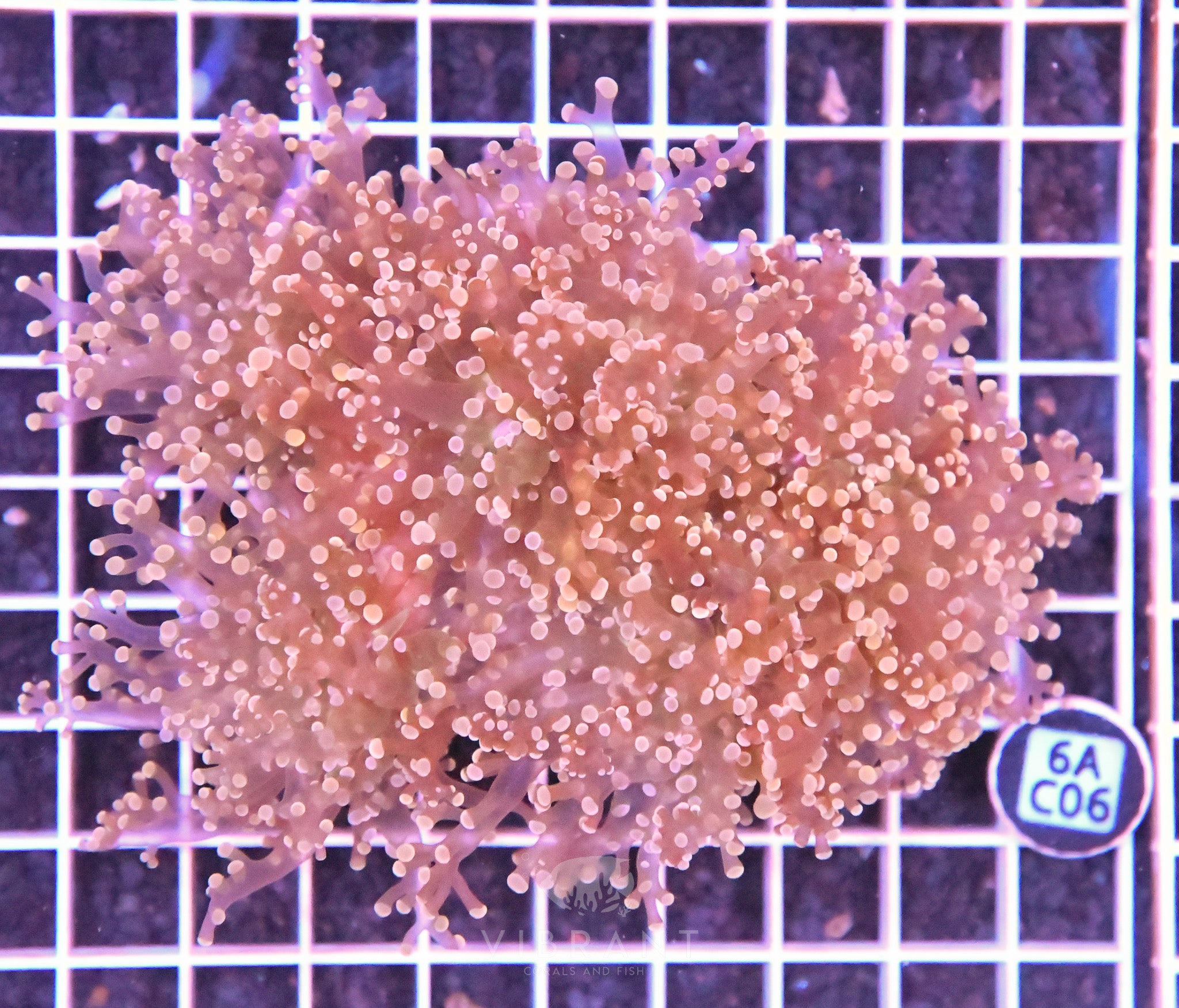 Octospawn Branching INDO