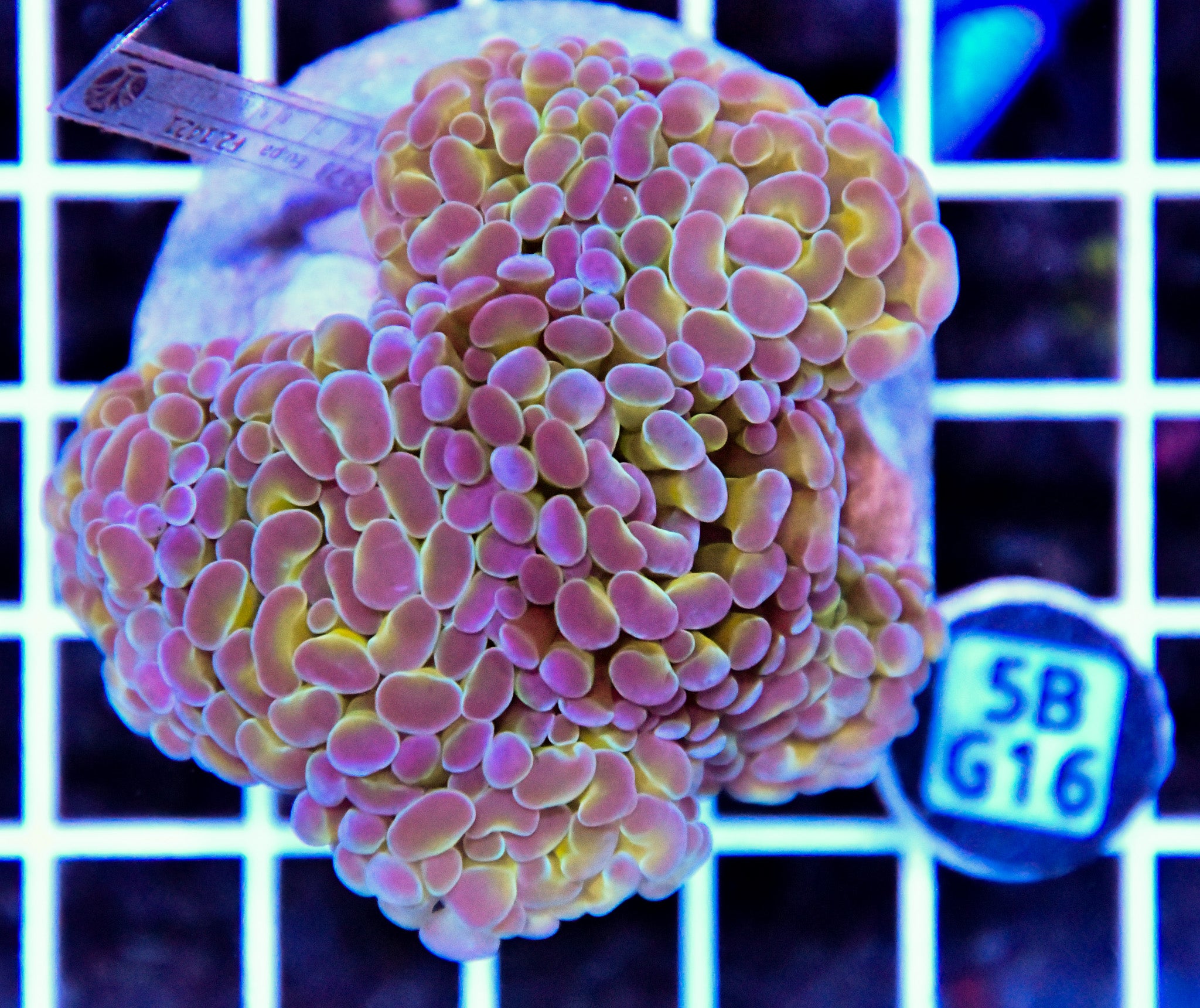 Hammer Branching INDO Halogram