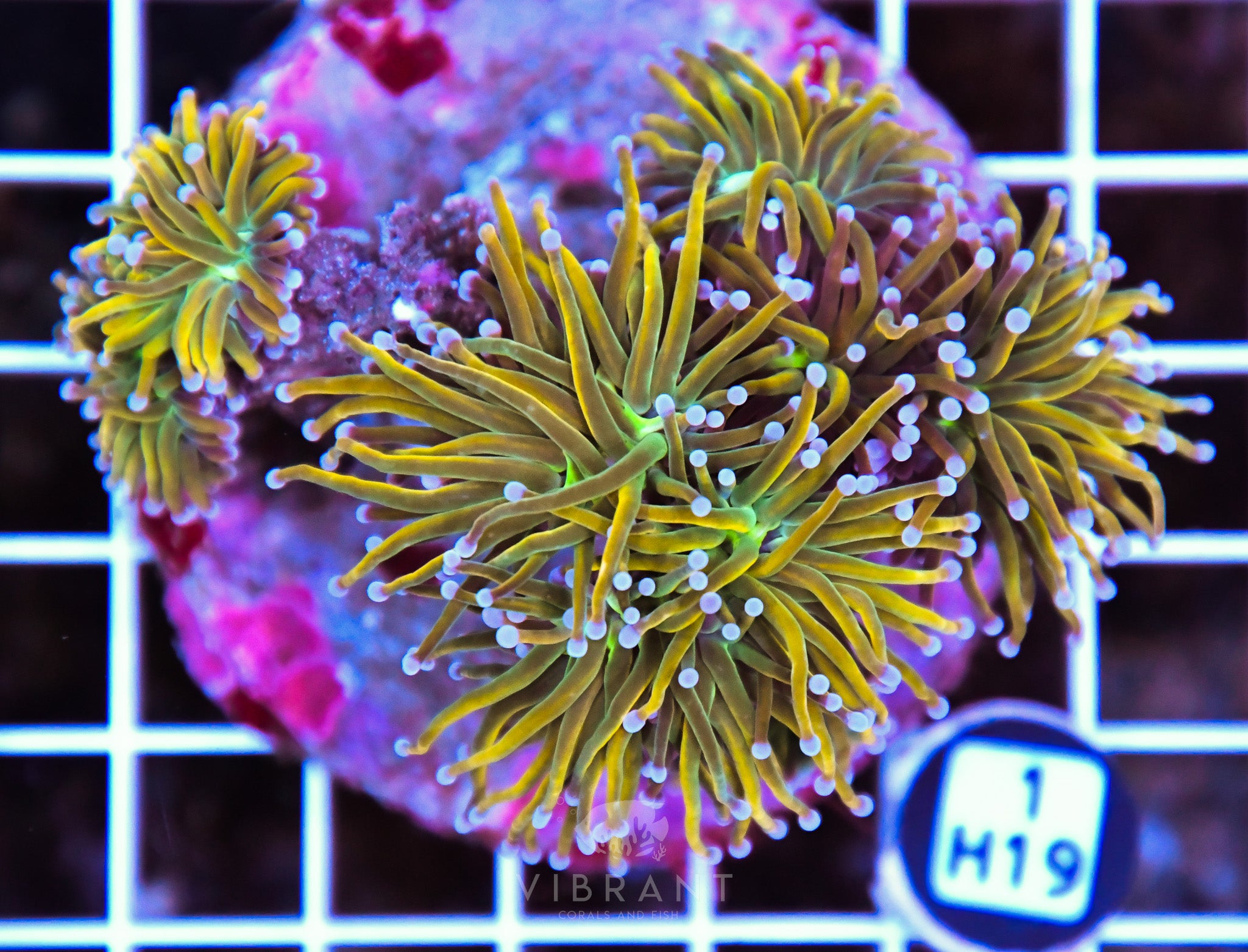 Torch INDO