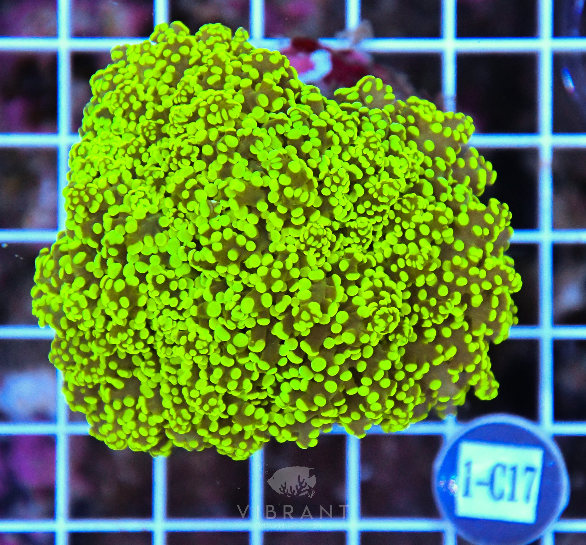 Yaeyamaensis Branching INDO