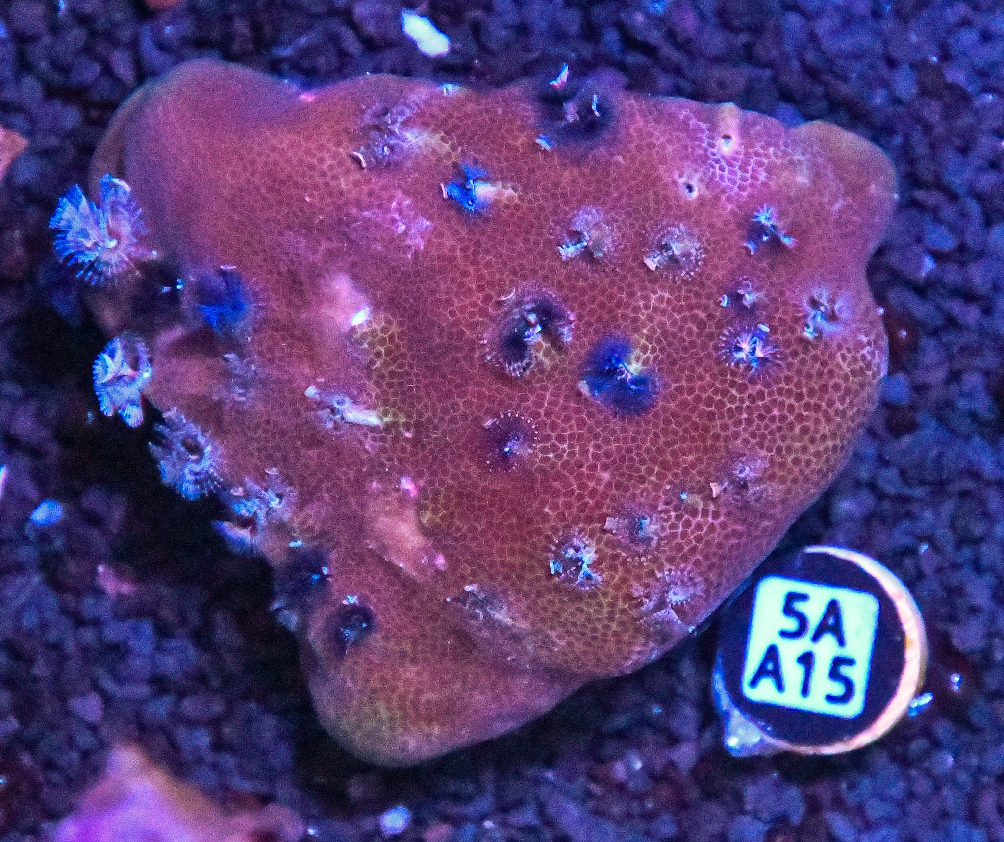 Christmas Rock INDO W