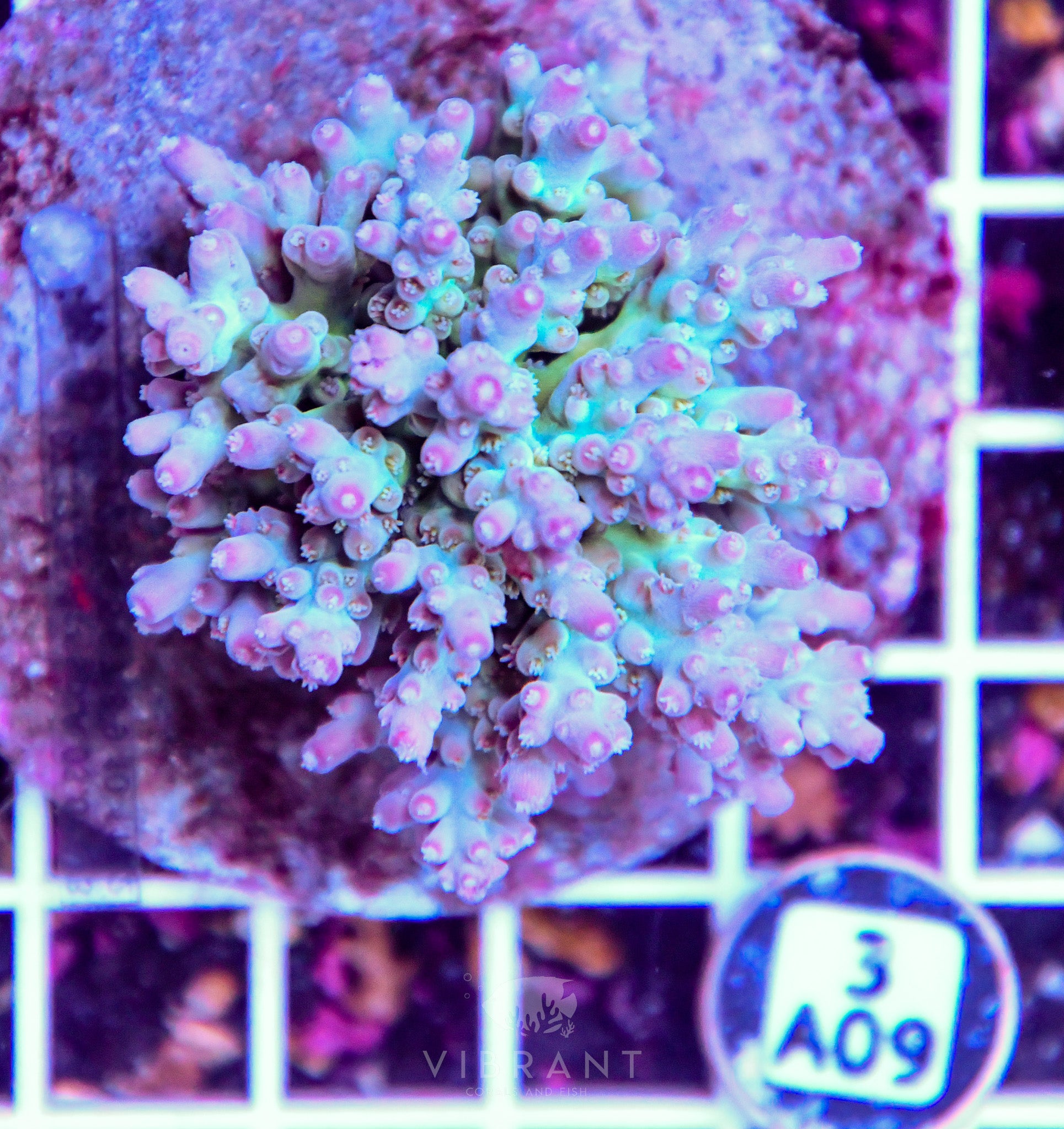 Acro INDO