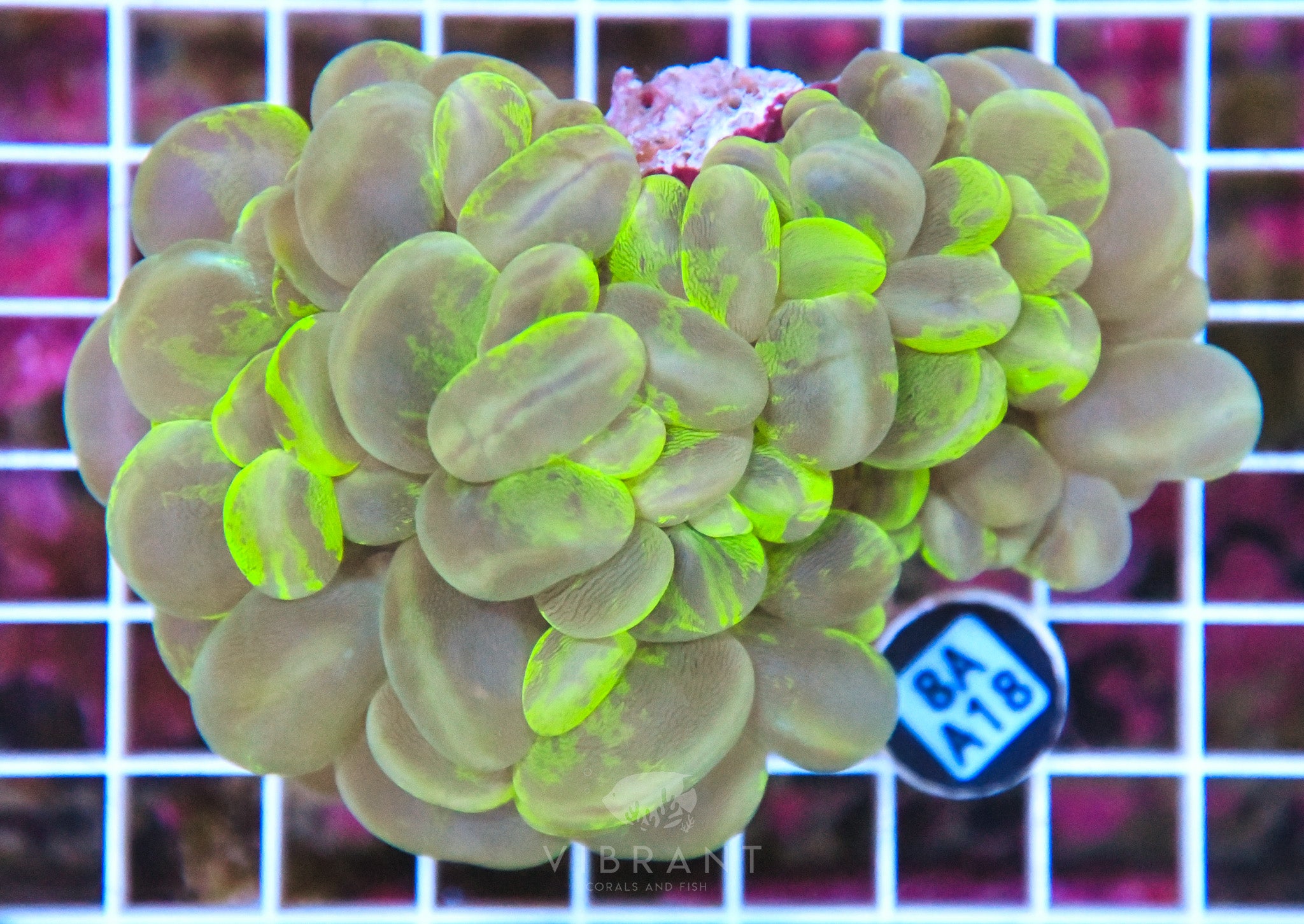 Bubble Coral INDO W