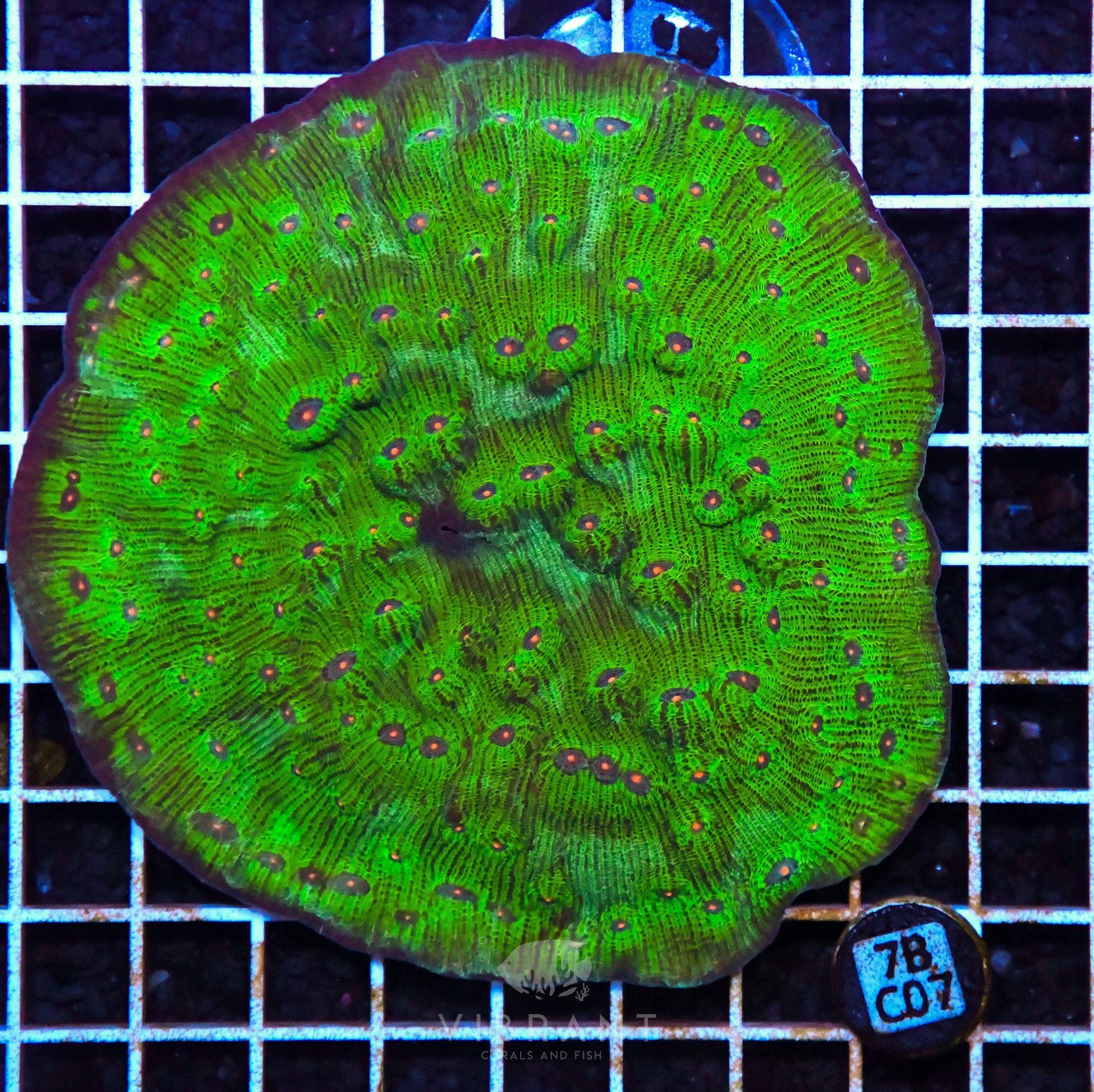 Chalice Ultra INDO W