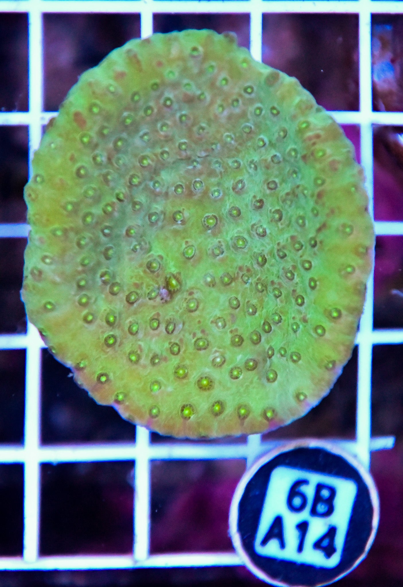 Turbinaria AUS