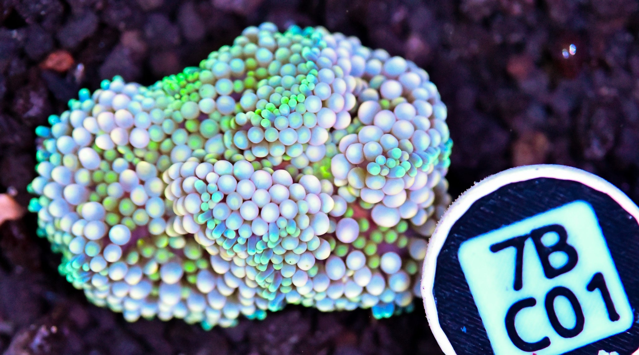 Ricordea Mushroom
