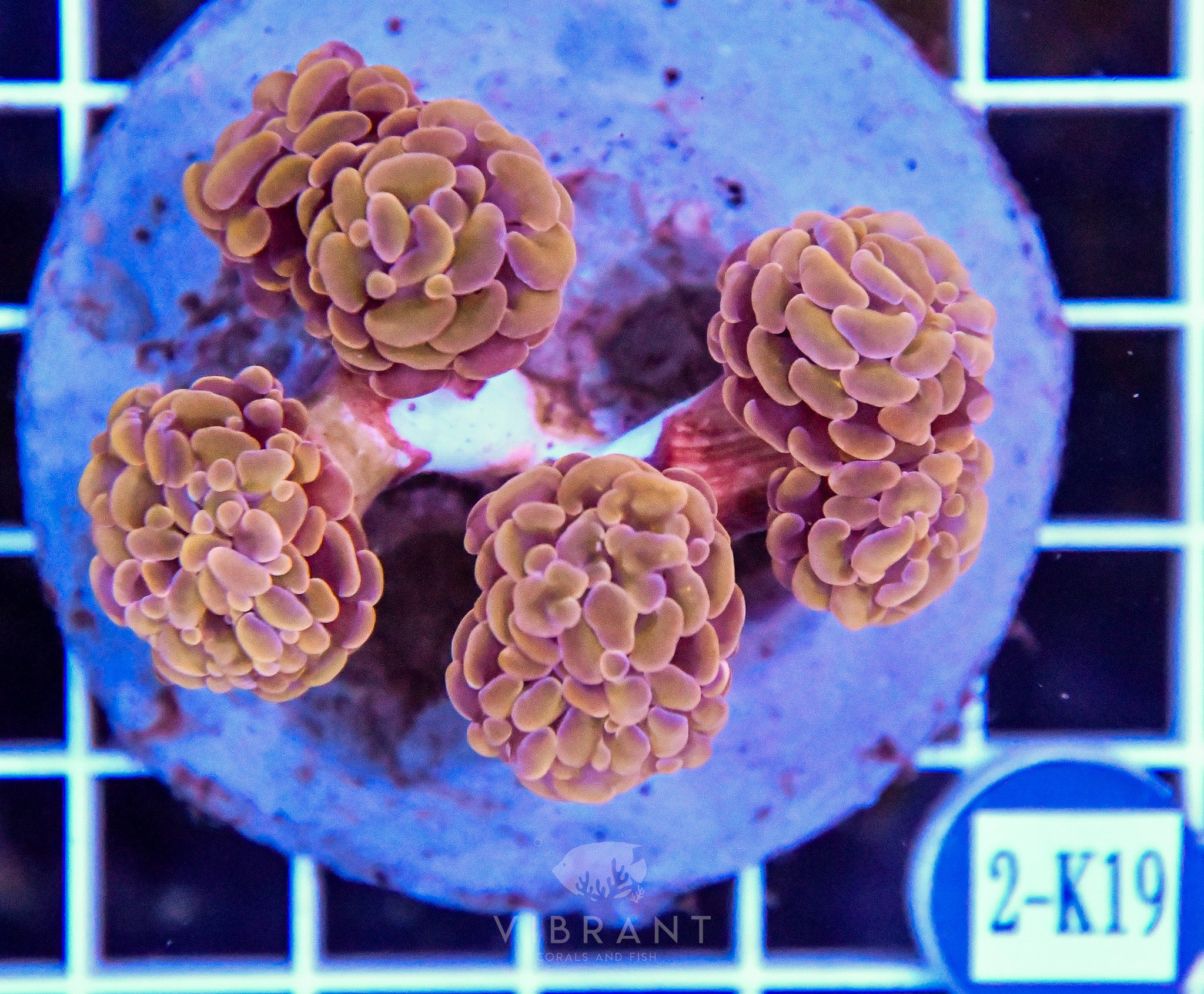 Hammer Branching INDO