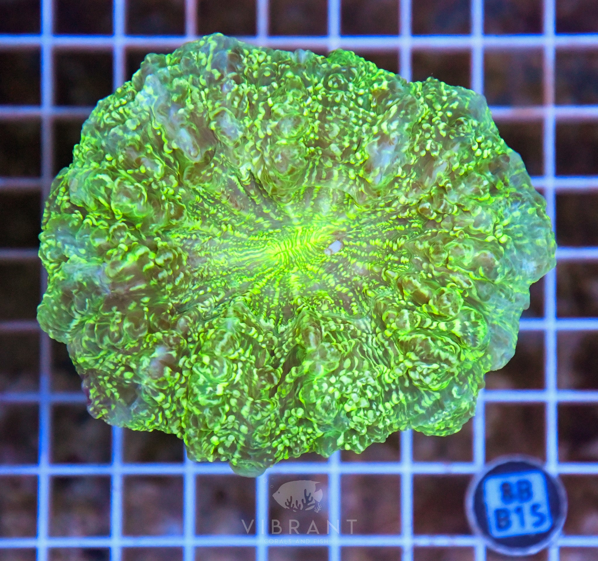 Acanthophyllia INDO W